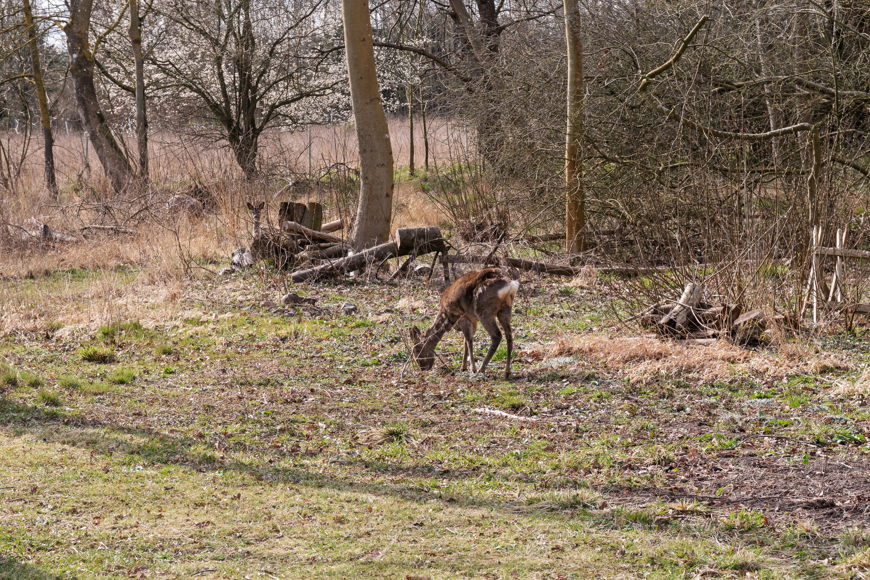 Fremhævet udendørs billede i fuldskærmstilstand. Billede af Christinelundsvej 36, 4720 Præstø
