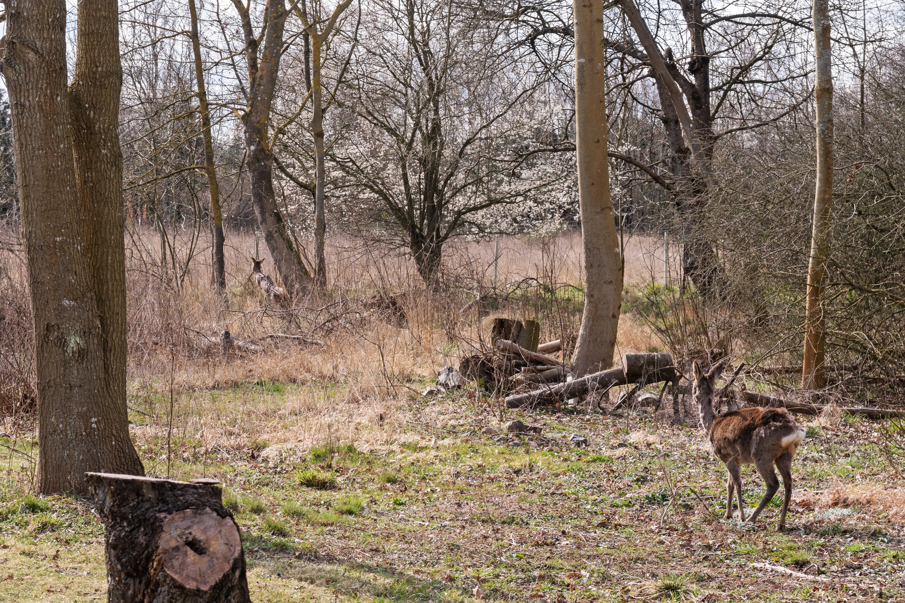 Fremhævet udendørs billede i fuldskærmstilstand. Billede af Christinelundsvej 36, 4720 Præstø