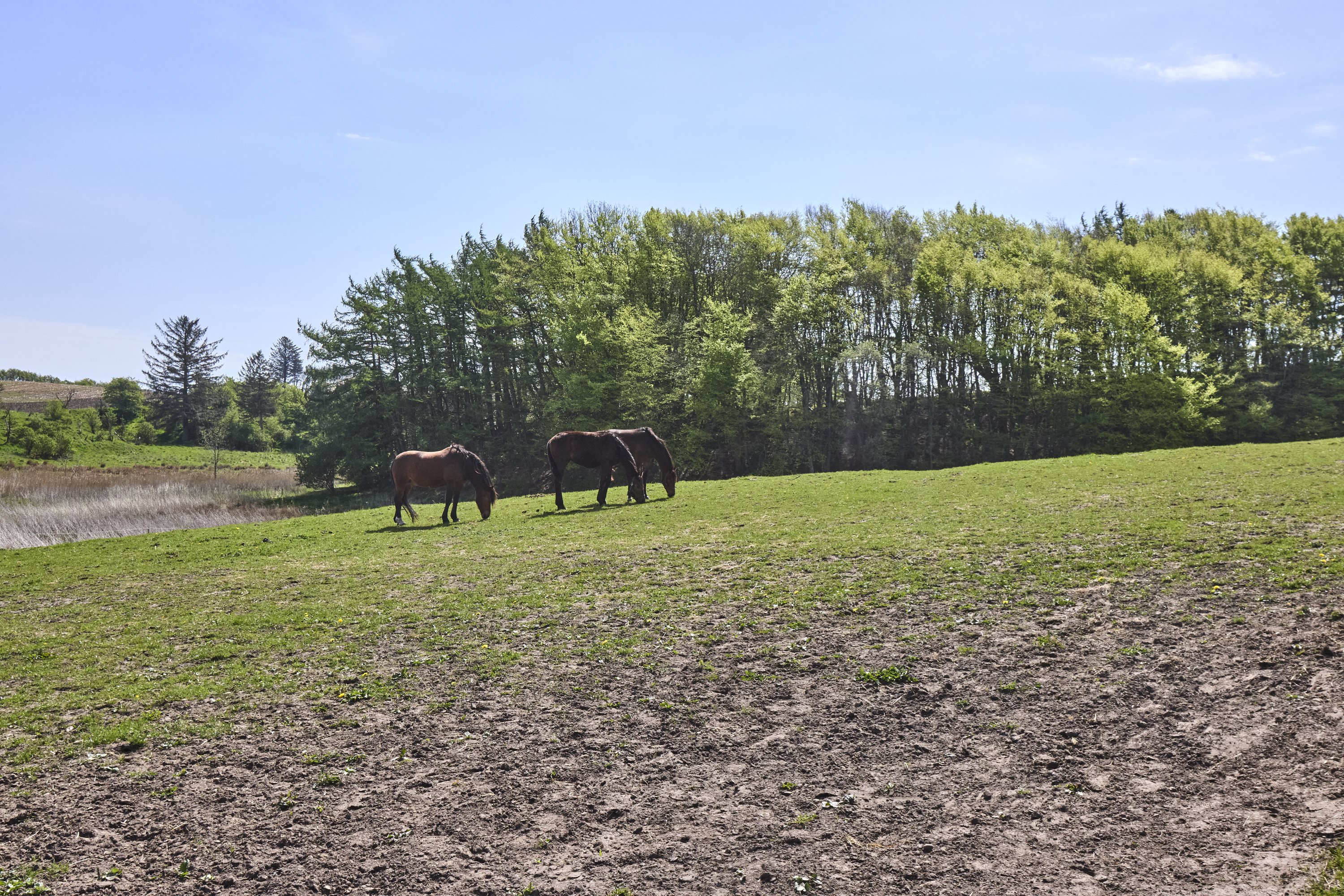 Fremhævet ejendommen billede i fuldskærmstilstand. Billede af Dåsbjergvej 48, Fly, 7800 Skive