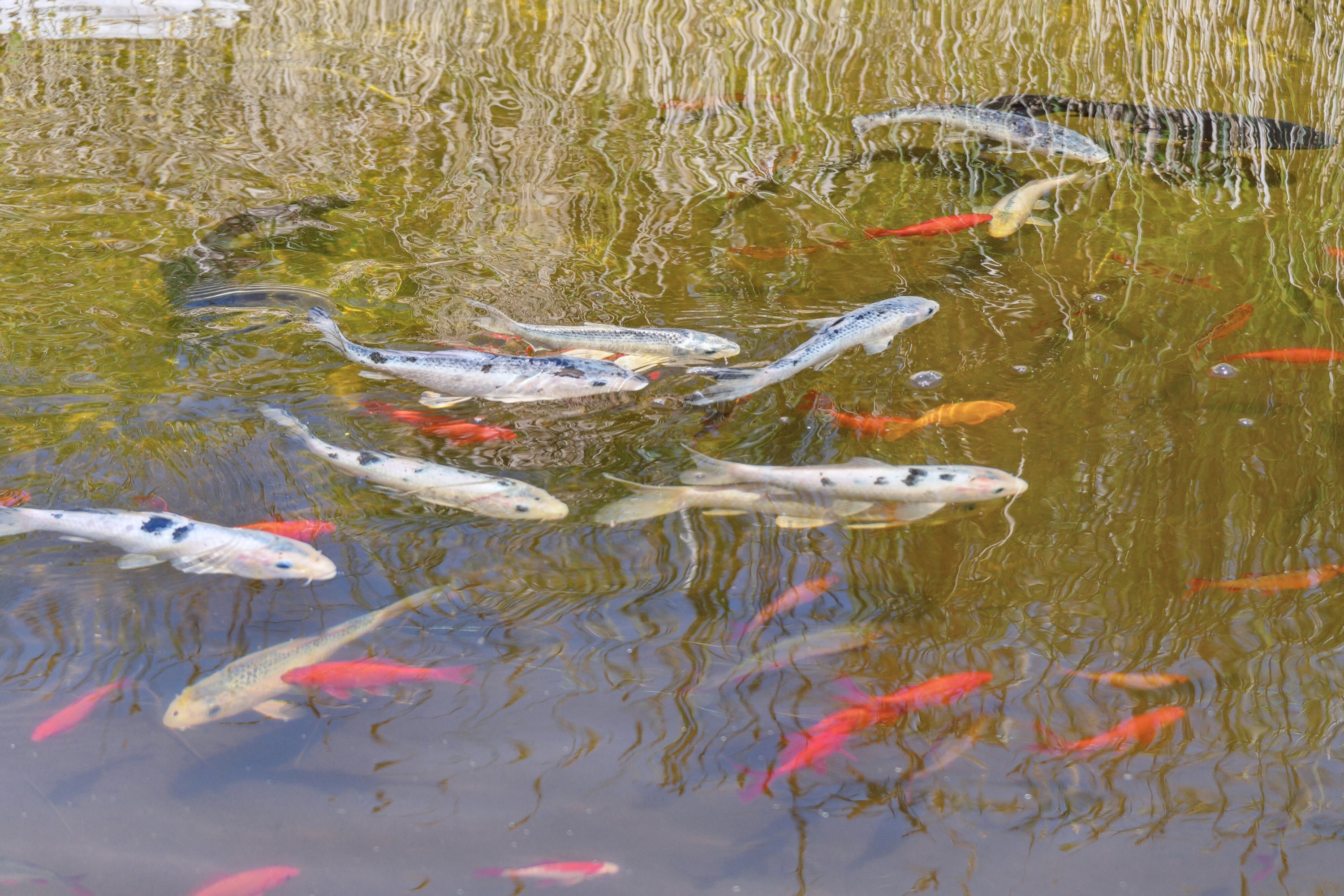 Fremhævet udendørs billede i fuldskærmstilstand. Billede af Selleshøjvænget 6, Højby, 5260 Odense S