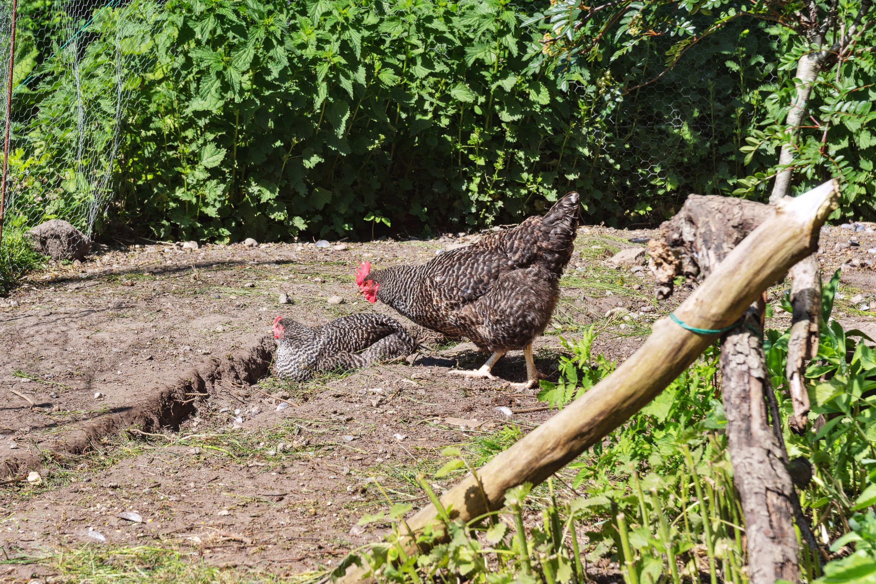 Fremhævet udendørs billede i fuldskærmstilstand. Billede af Østrupvej 103, Østrup, 3670 Veksø Sjælland