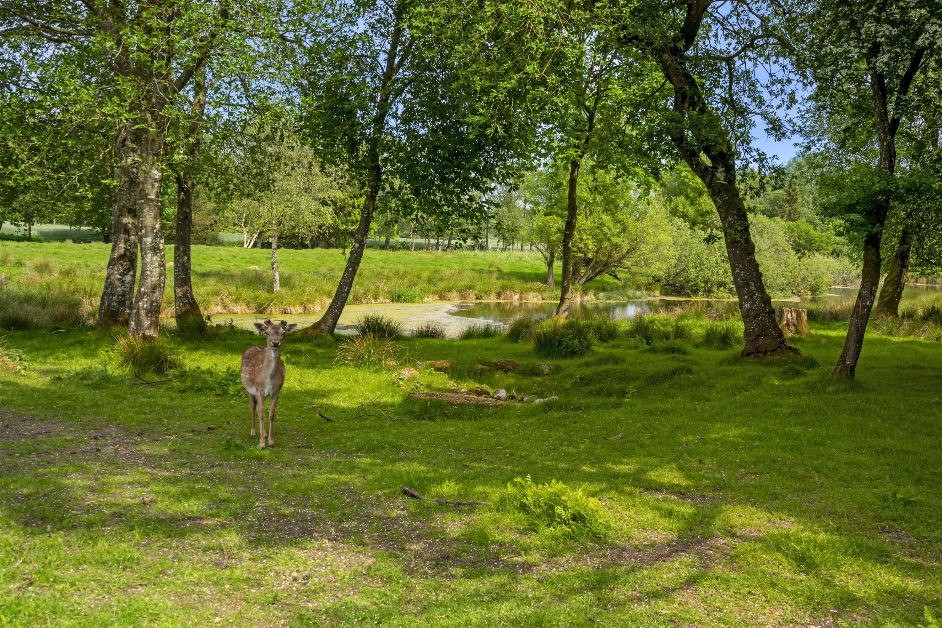 Fremhævet ejendommen billede i fuldskærmstilstand. Billede af Ettrupvej 85, 9620 Aalestrup