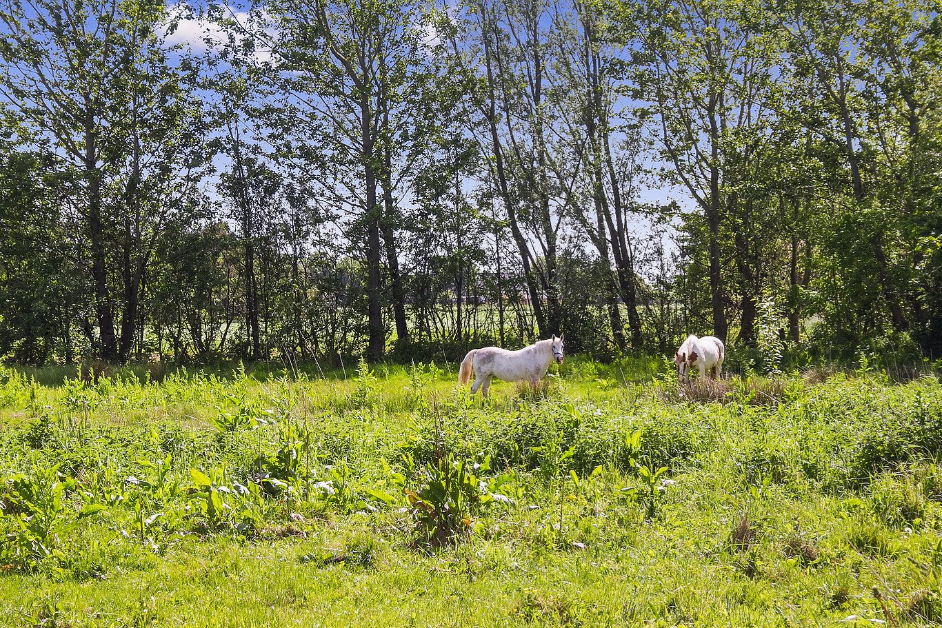 Miniaturebillede 2: udendørs. Billede af Gl Hirtshalsvej 2A, Vidstrup, 9800 Hjørring