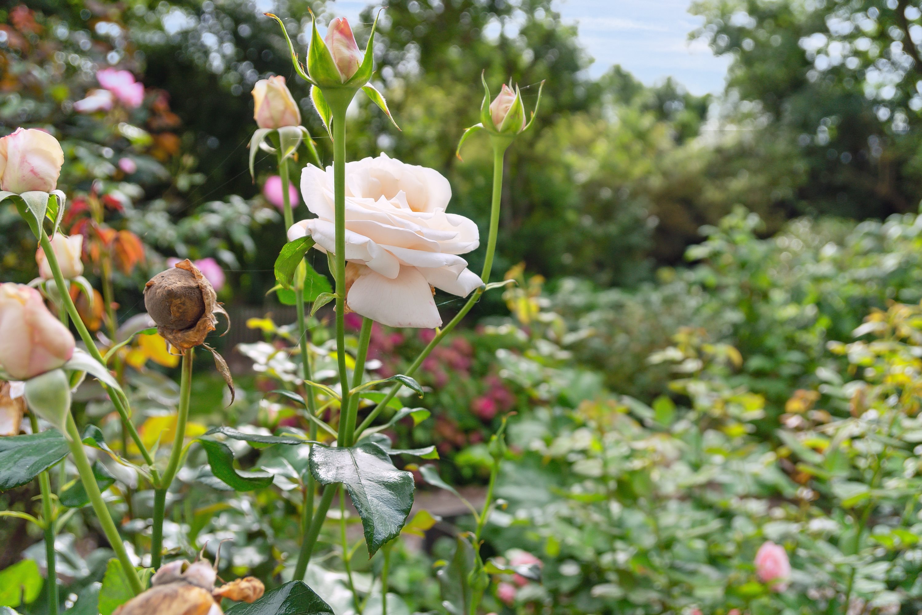 Fremhævet  billede i fuldskærmstilstand. Billede af Leestrup Byvej 16, Leestrup, 4733 Tappernøje