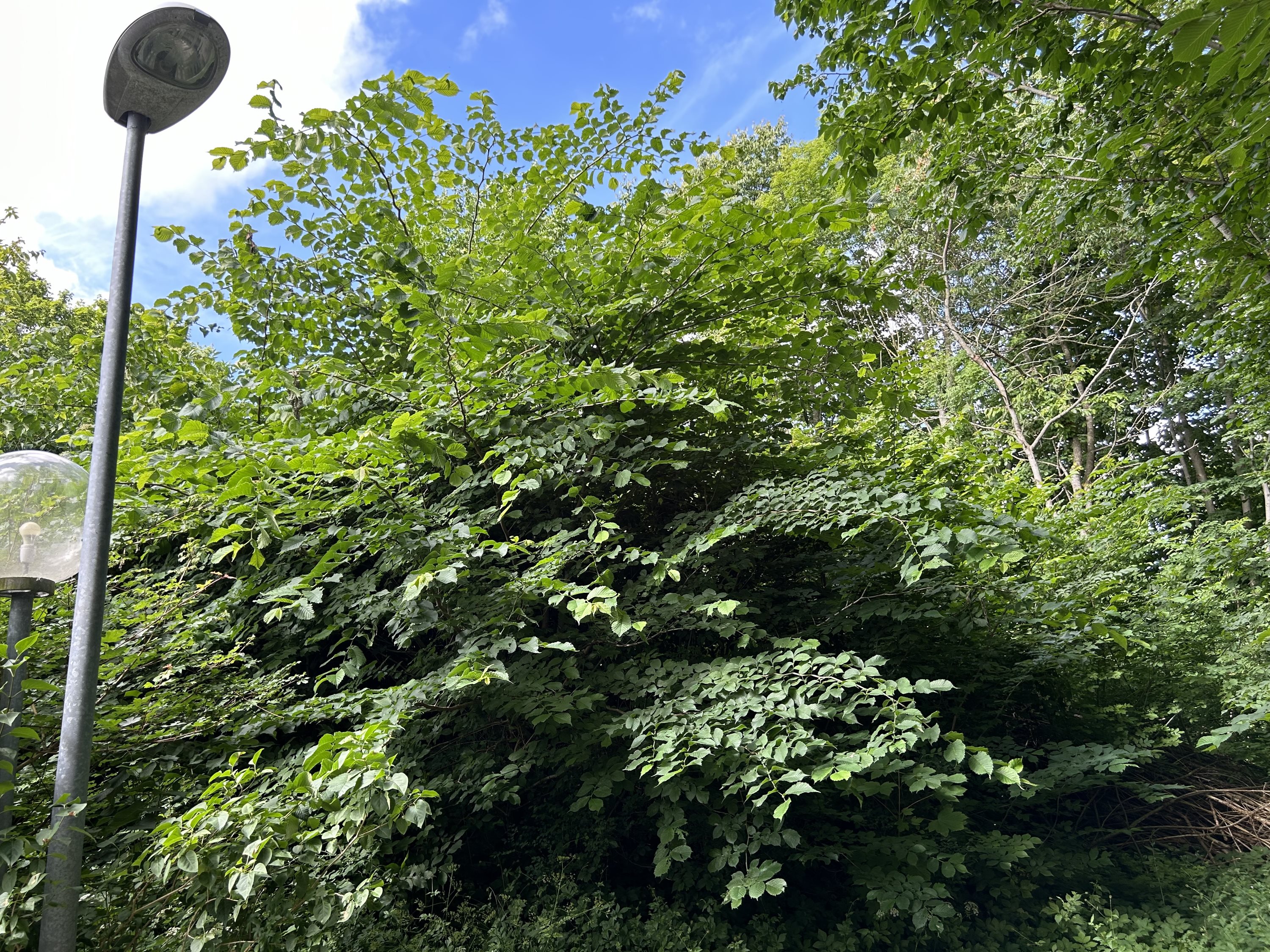 Miniaturebillede 2: . Billede af Bøgevej 6A, Kvissel, 9900 Frederikshavn