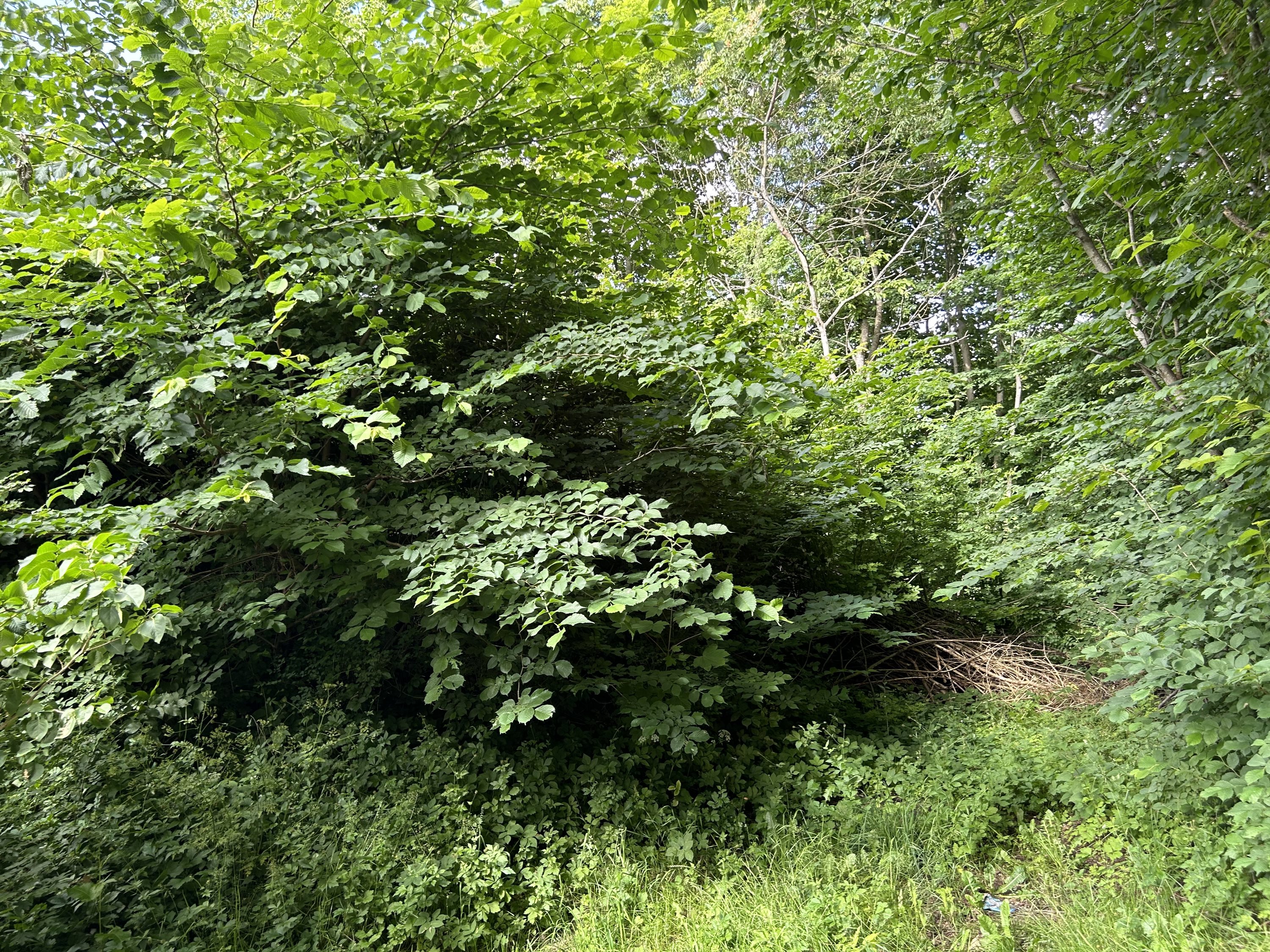 Miniaturebillede 1: . Billede af Bøgevej 6A, Kvissel, 9900 Frederikshavn