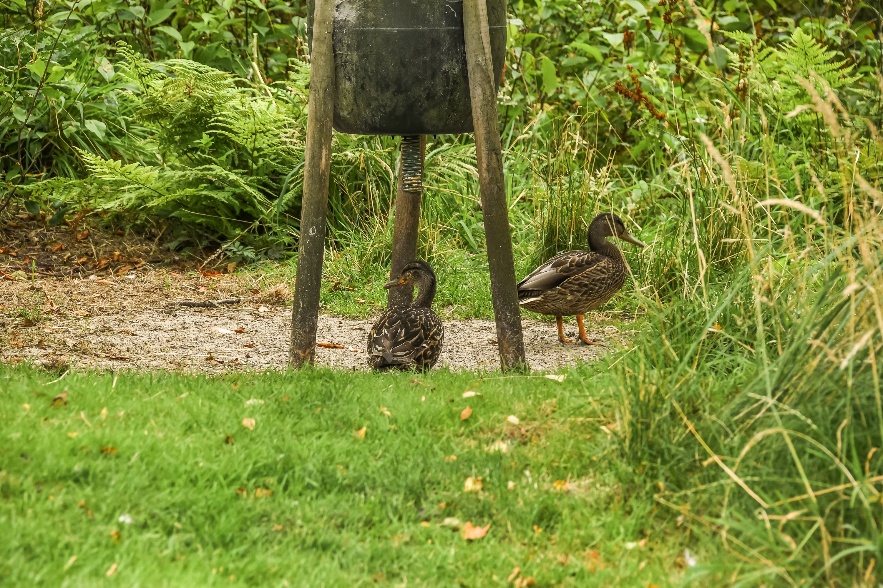 Fremhævet grunden billede i fuldskærmstilstand. Billede af Lyngvej 28, Rindby Strand, 6720 Fanø