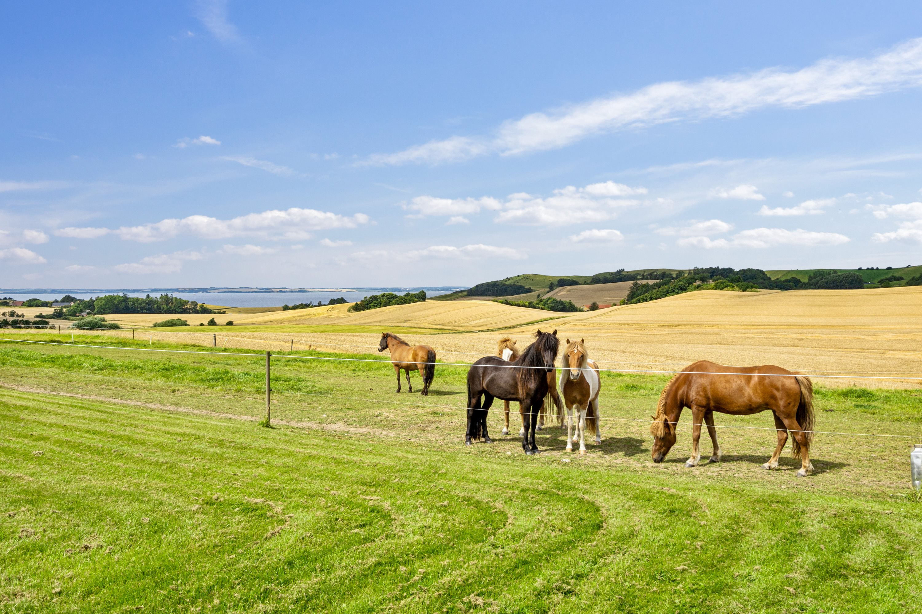 Miniaturebillede 1: grund. Billede af Heltoften 50, Flade, 7900 Nykøbing M