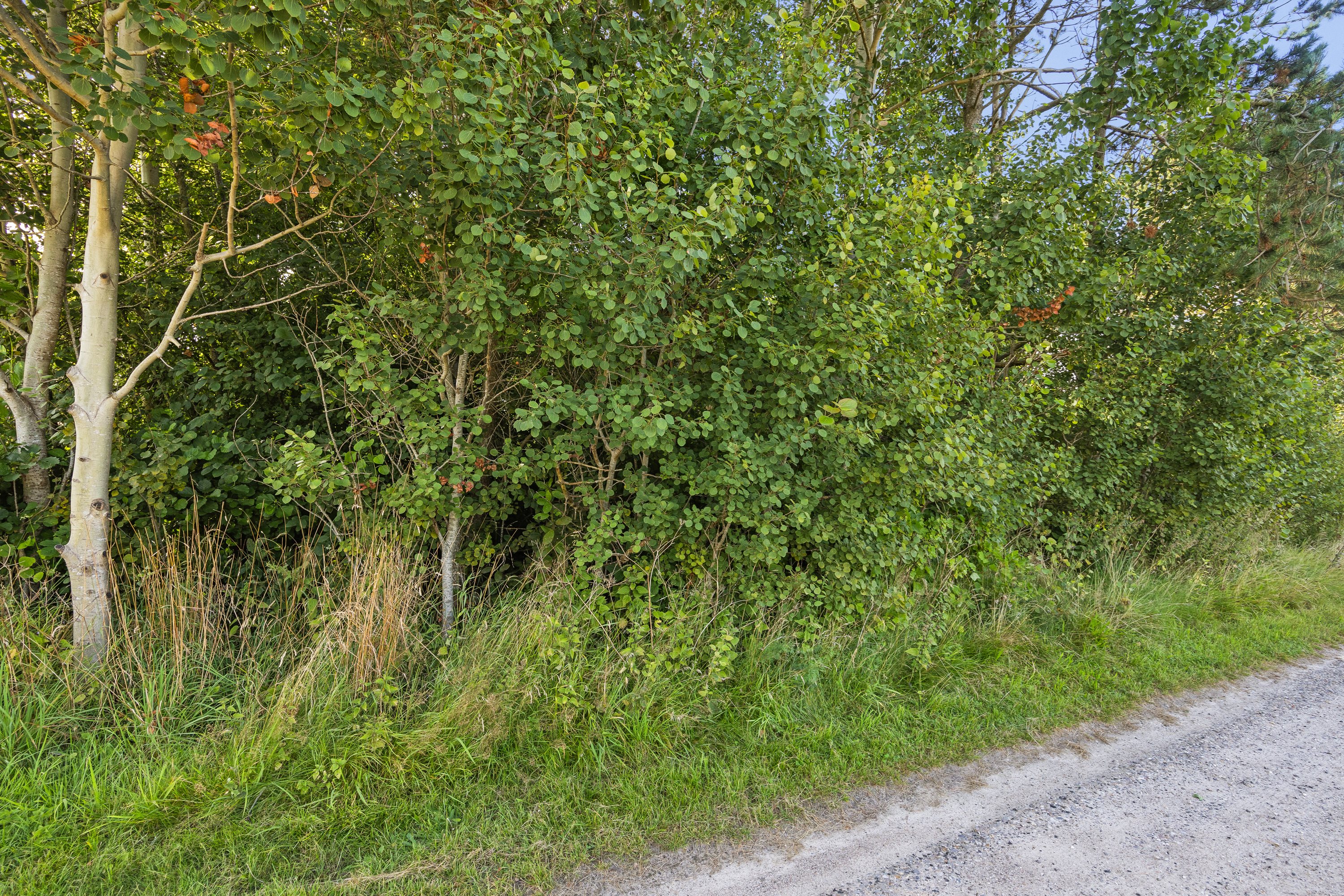 Fremhævet grund billede i fuldskærmstilstand. Billede af Vagtelvej 38, Hou, 9370 Hals