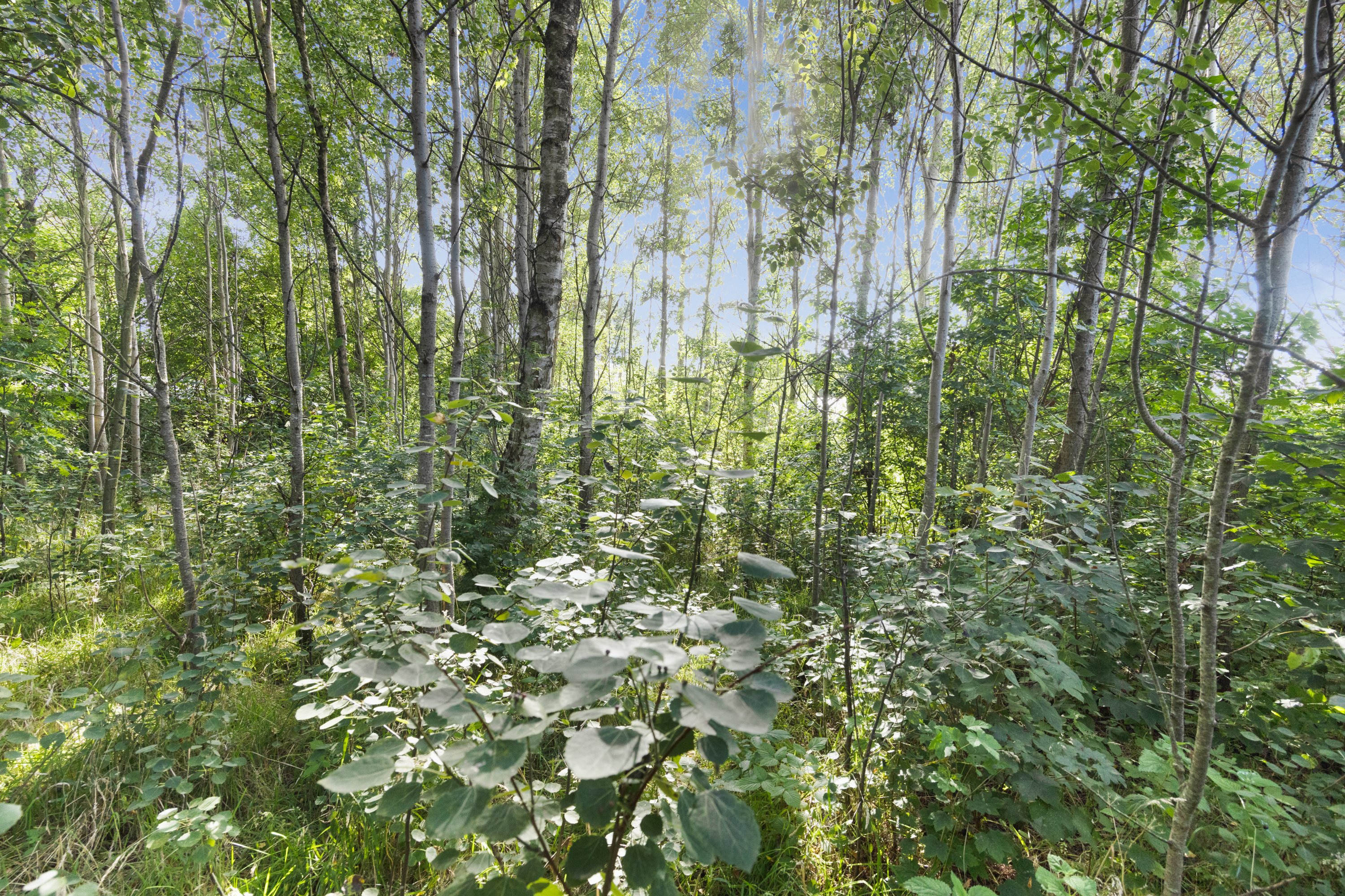 Fremhævet grund billede i fuldskærmstilstand. Billede af Vagtelvej 38, Hou, 9370 Hals