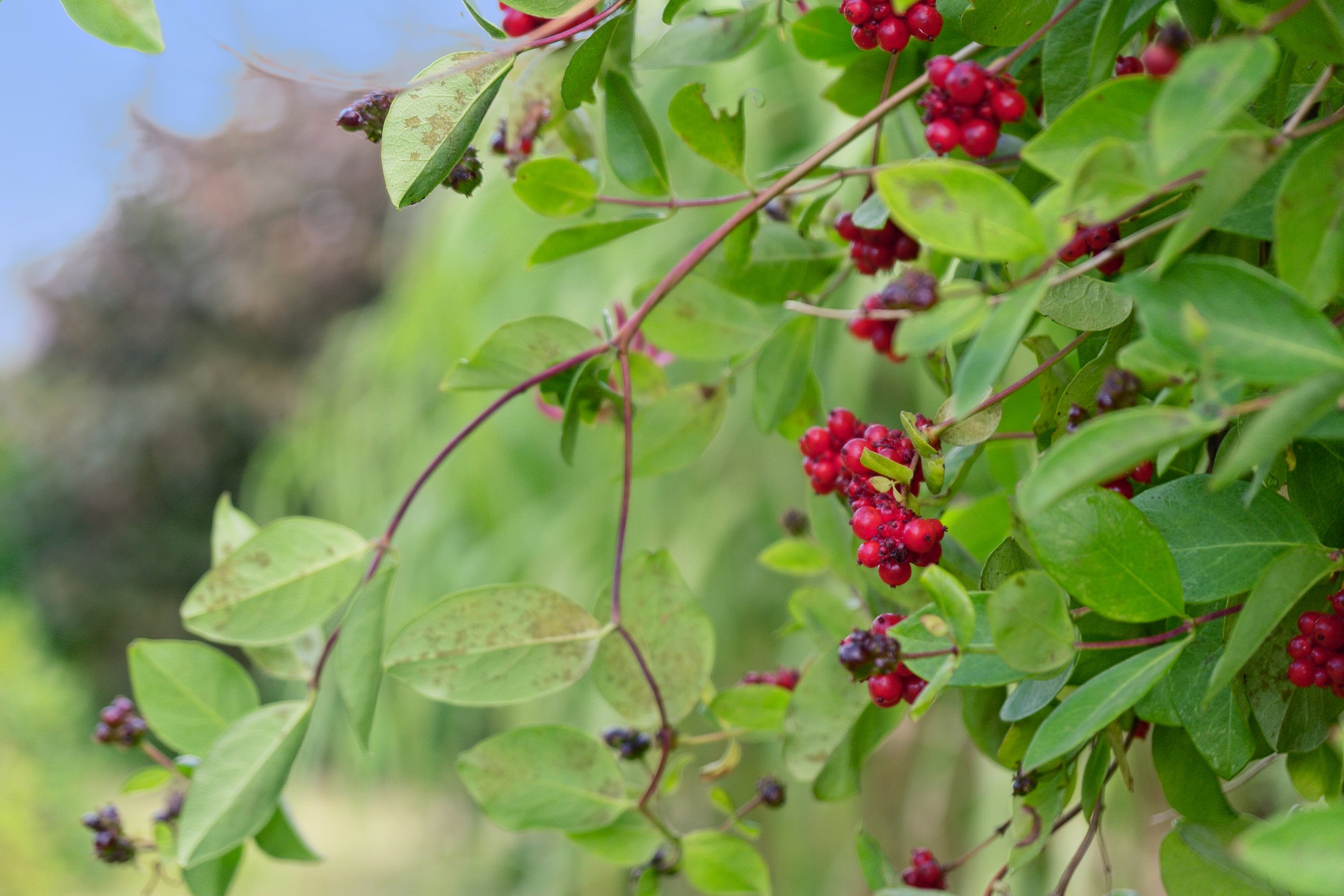 Fremhævet udendørs billede i fuldskærmstilstand. Billede af Stengårdsvej 25, 4690 Haslev