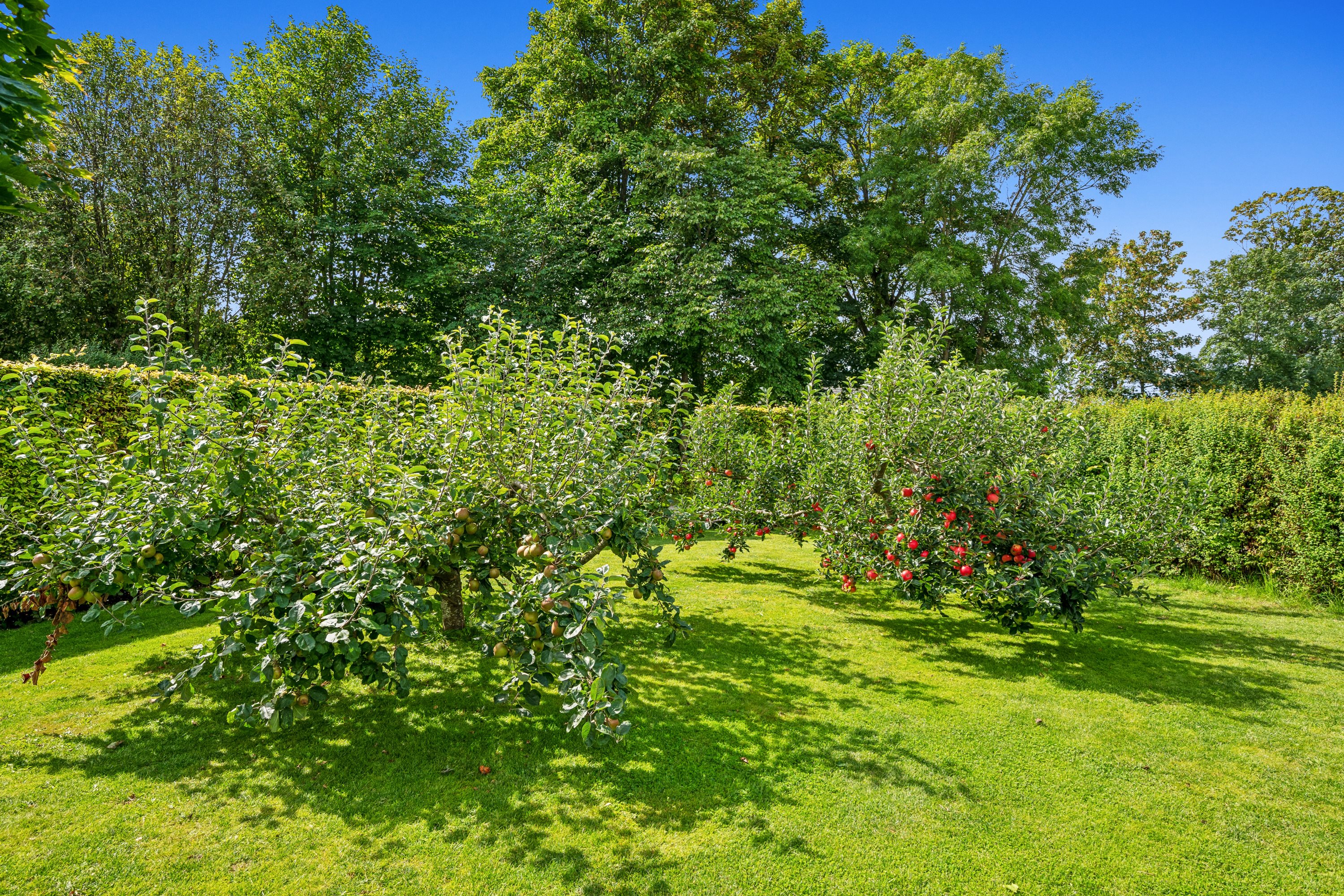 Fremhævet have billede i fuldskærmstilstand. Billede af Skolemarken 19, Grønfeld, 8400 Ebeltoft
