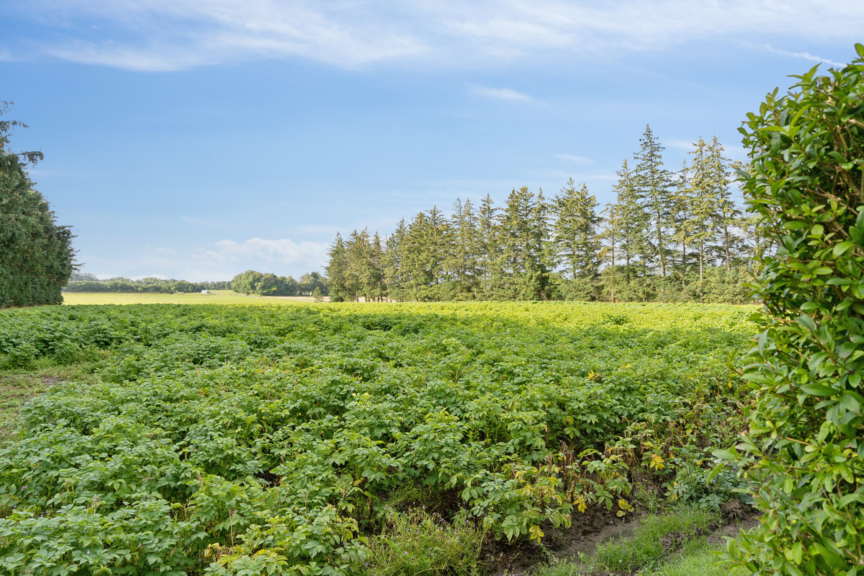 Fremhævet udendørs billede i fuldskærmstilstand. Billede af Buen 29, 9881 Bindslev