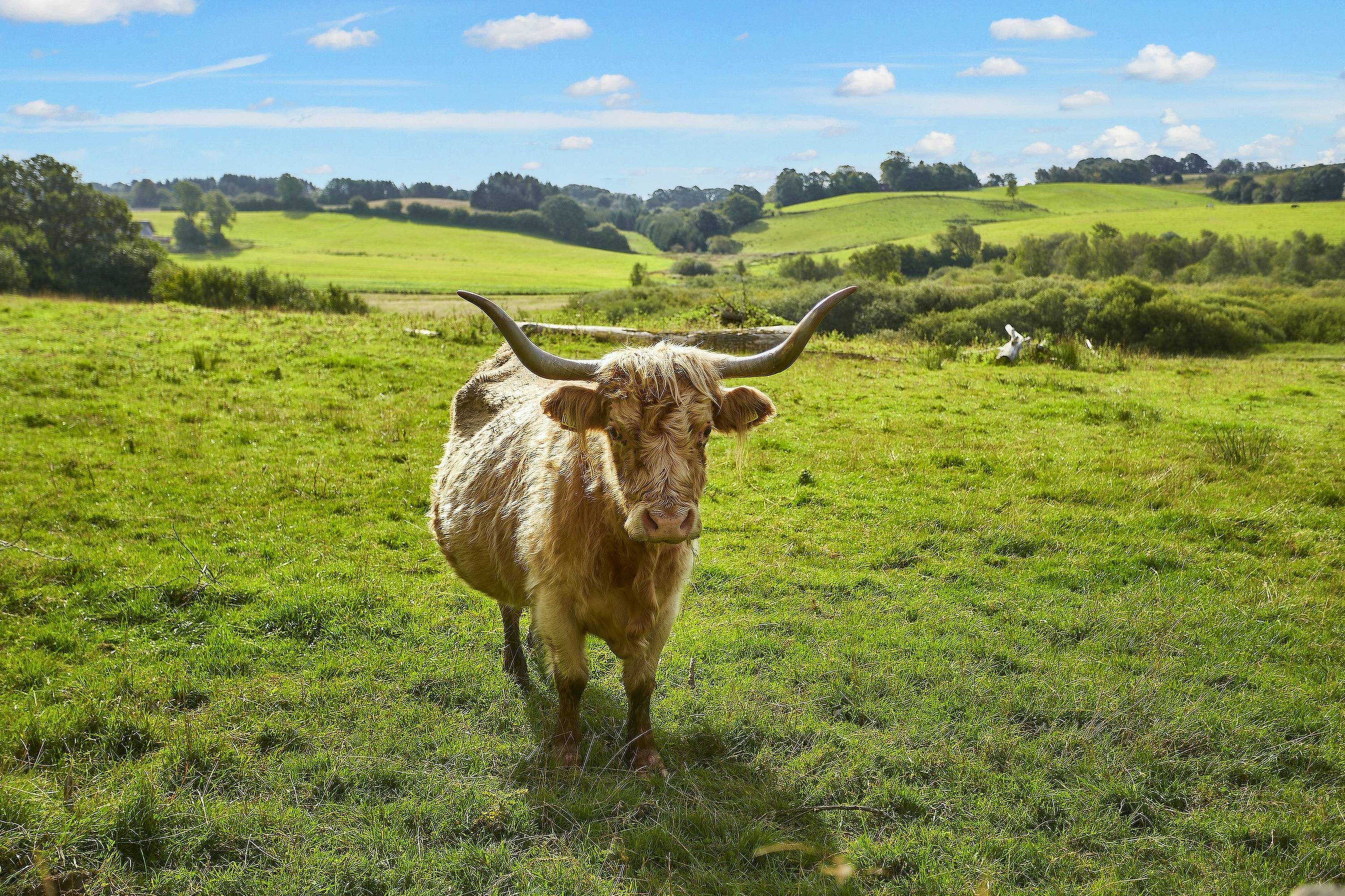 Fremhævet  billede i fuldskærmstilstand. Billede af Jelling Skovvej 3, 7300 Jelling