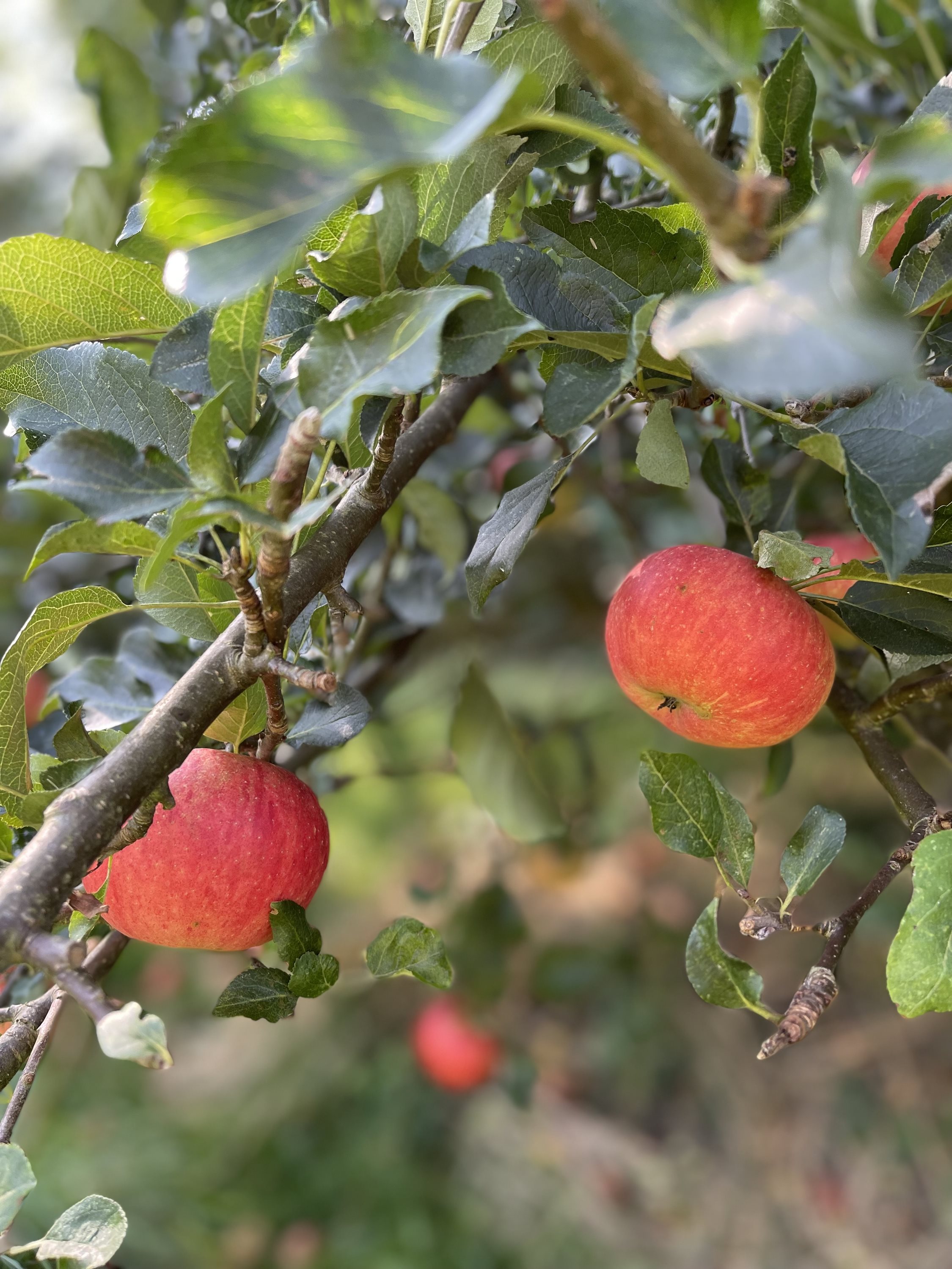 Fremhævet  billede i fuldskærmstilstand. Billede af Tingvejen 57, 4400 Kalundborg