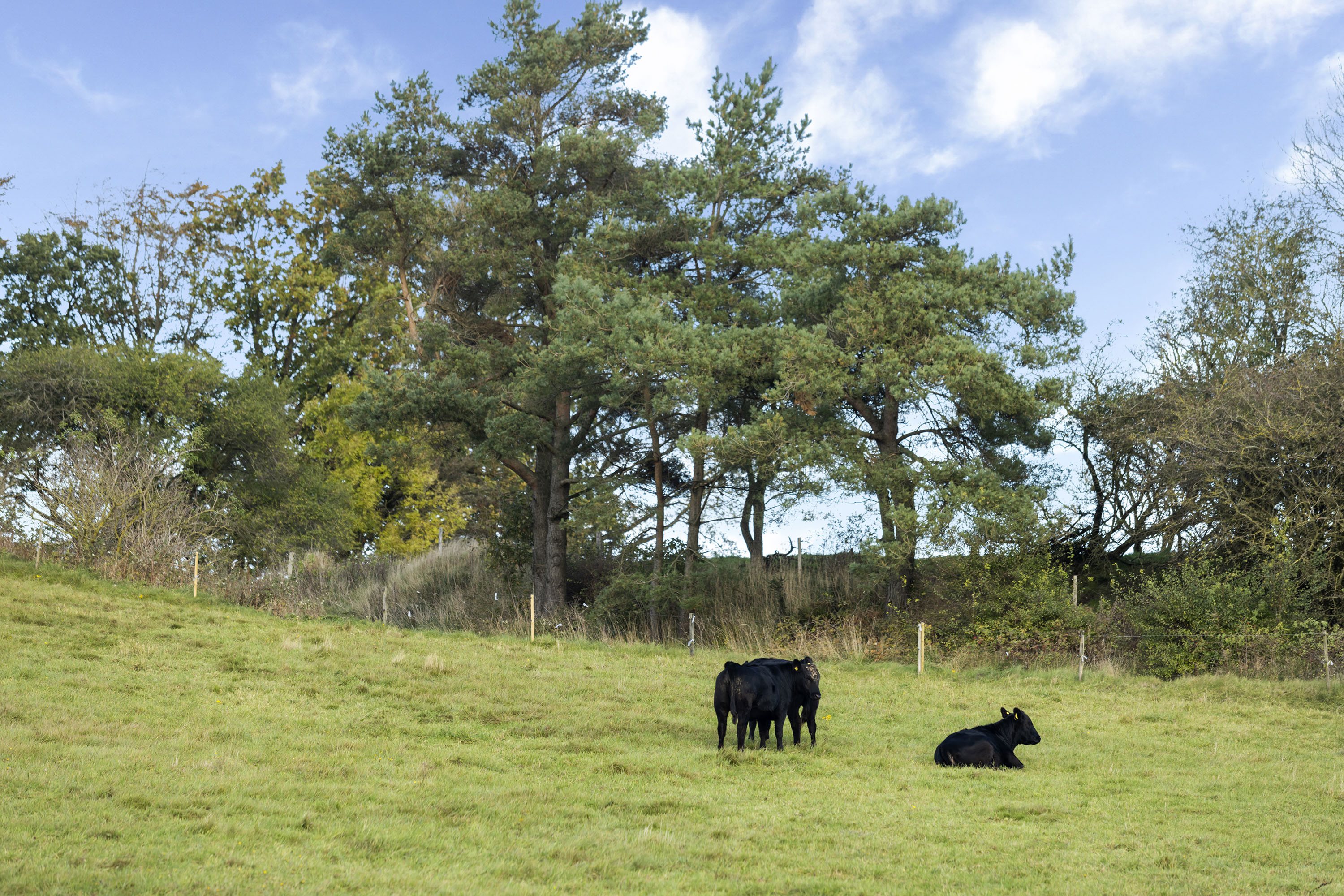 Fremhævet område billede i fuldskærmstilstand. Billede af Øster Rør Vej 6, Gærum, 9900 Frederikshavn