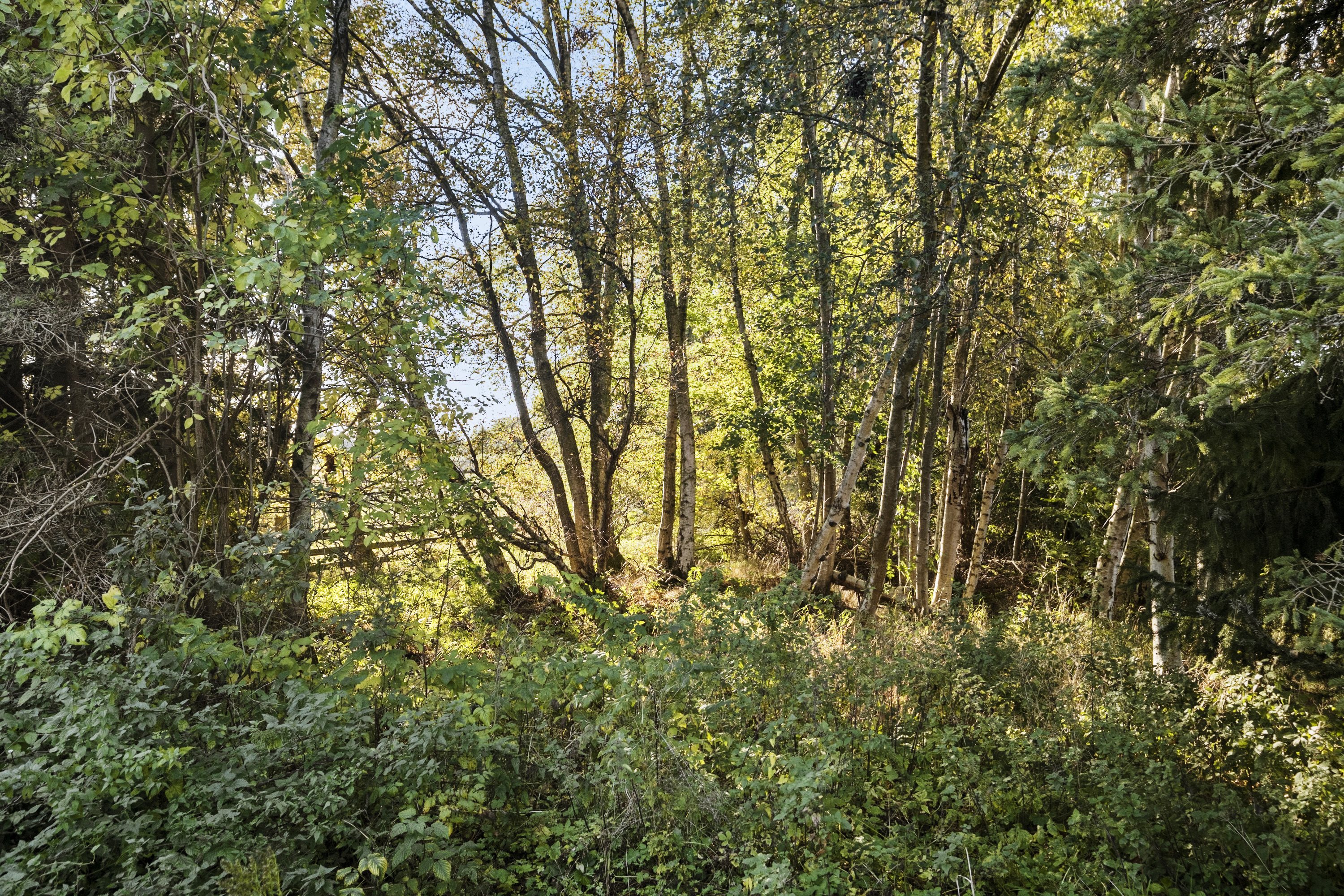 Fremhævet område billede i fuldskærmstilstand. Billede af Skindersøvej 44, 3140 Ålsgårde