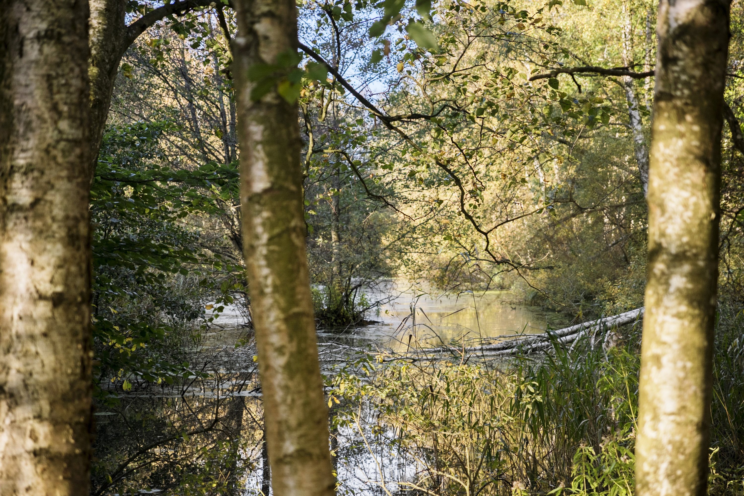 Fremhævet område billede i fuldskærmstilstand. Billede af Skindersøvej 44, 3140 Ålsgårde