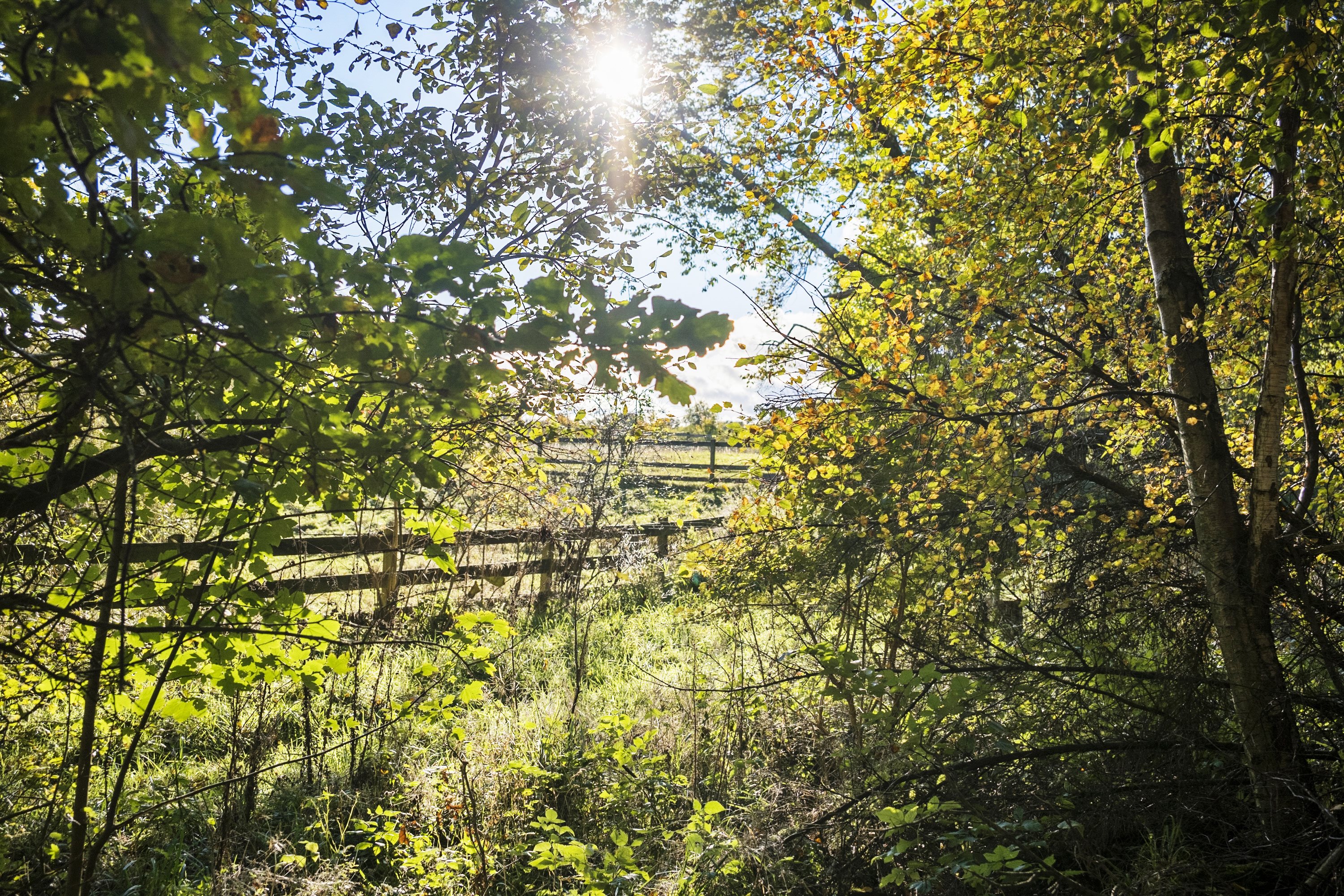 Fremhævet område billede i fuldskærmstilstand. Billede af Skindersøvej 44, 3140 Ålsgårde