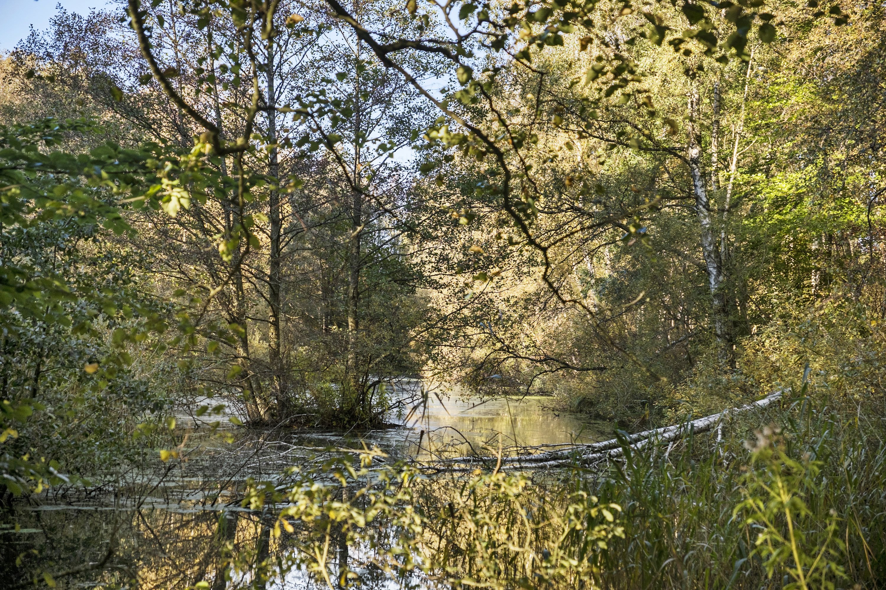 Fremhævet område billede i fuldskærmstilstand. Billede af Skindersøvej 44, 3140 Ålsgårde
