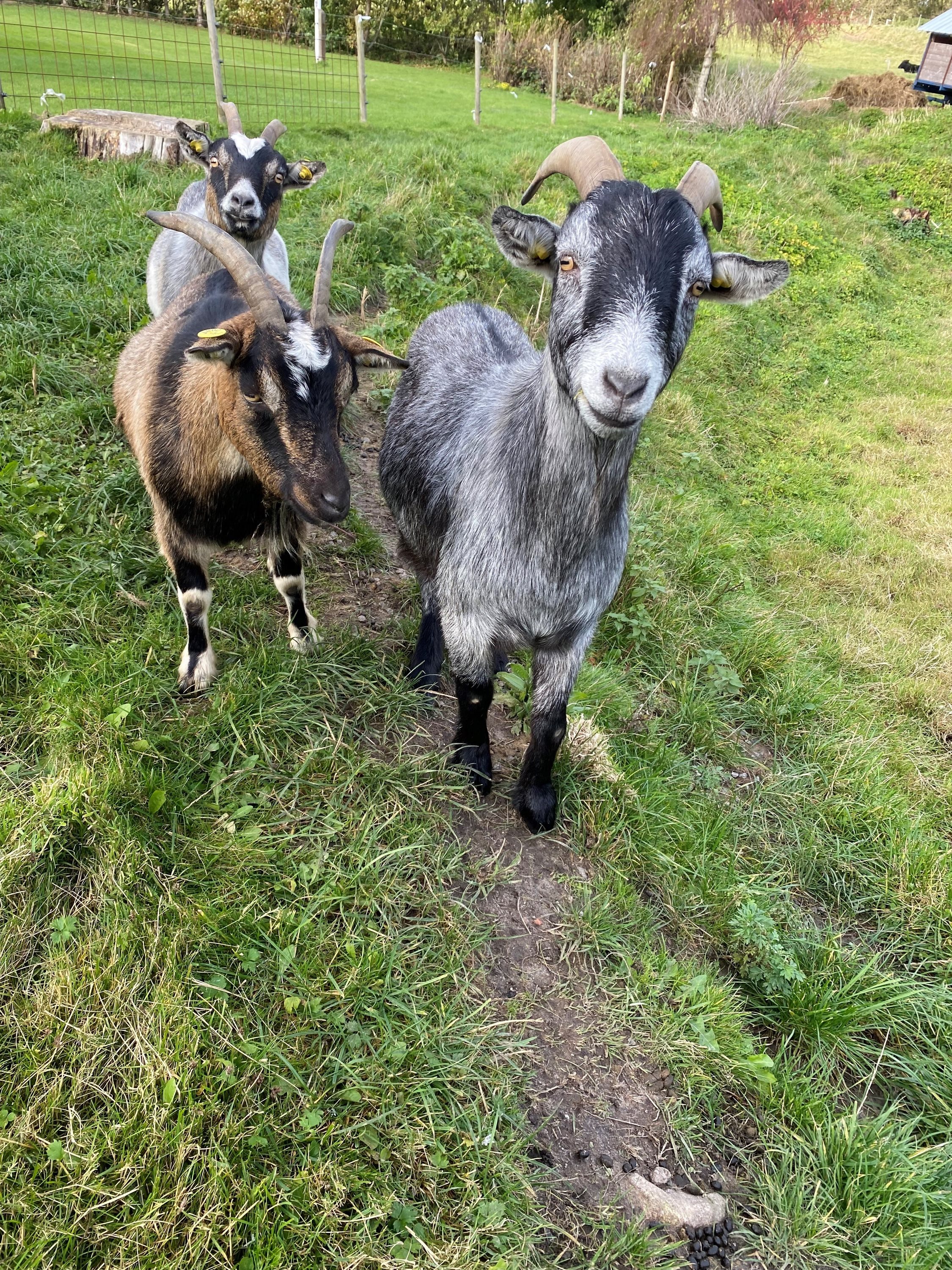Fremhævet området billede i fuldskærmstilstand. Billede af Øster Rør Vej 6, Gærum, 9900 Frederikshavn