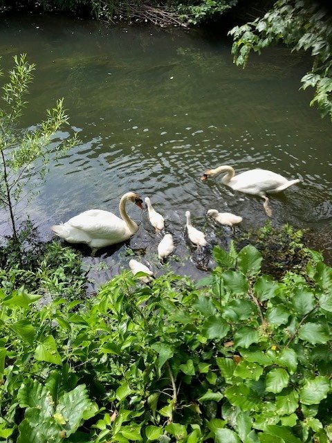 Fremhævet udsigt billede i fuldskærmstilstand. Billede af Sct Nicolaj Gade 4, 6760 Ribe