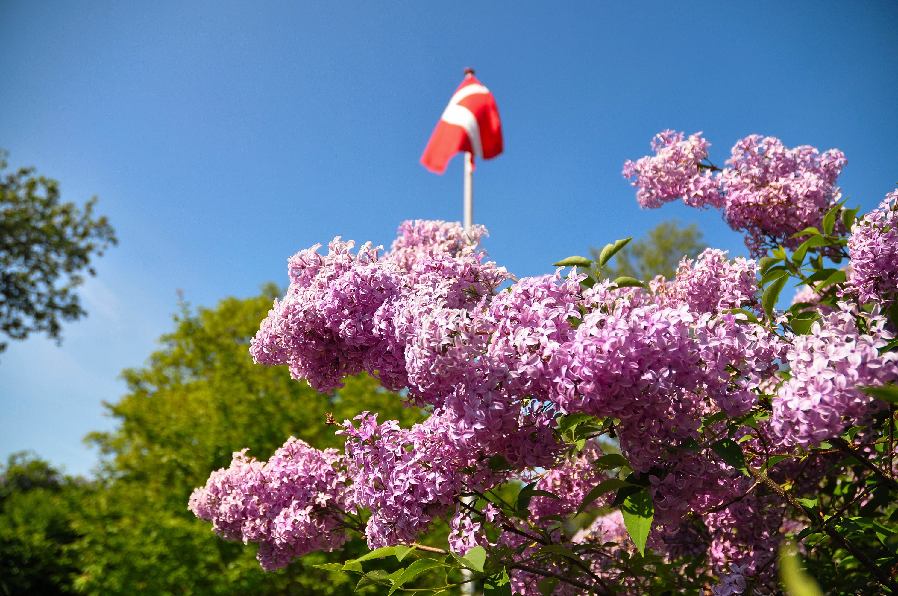 Fremhævet andet billede i fuldskærmstilstand. Billede af Betzyslyst 131, 5600 Faaborg