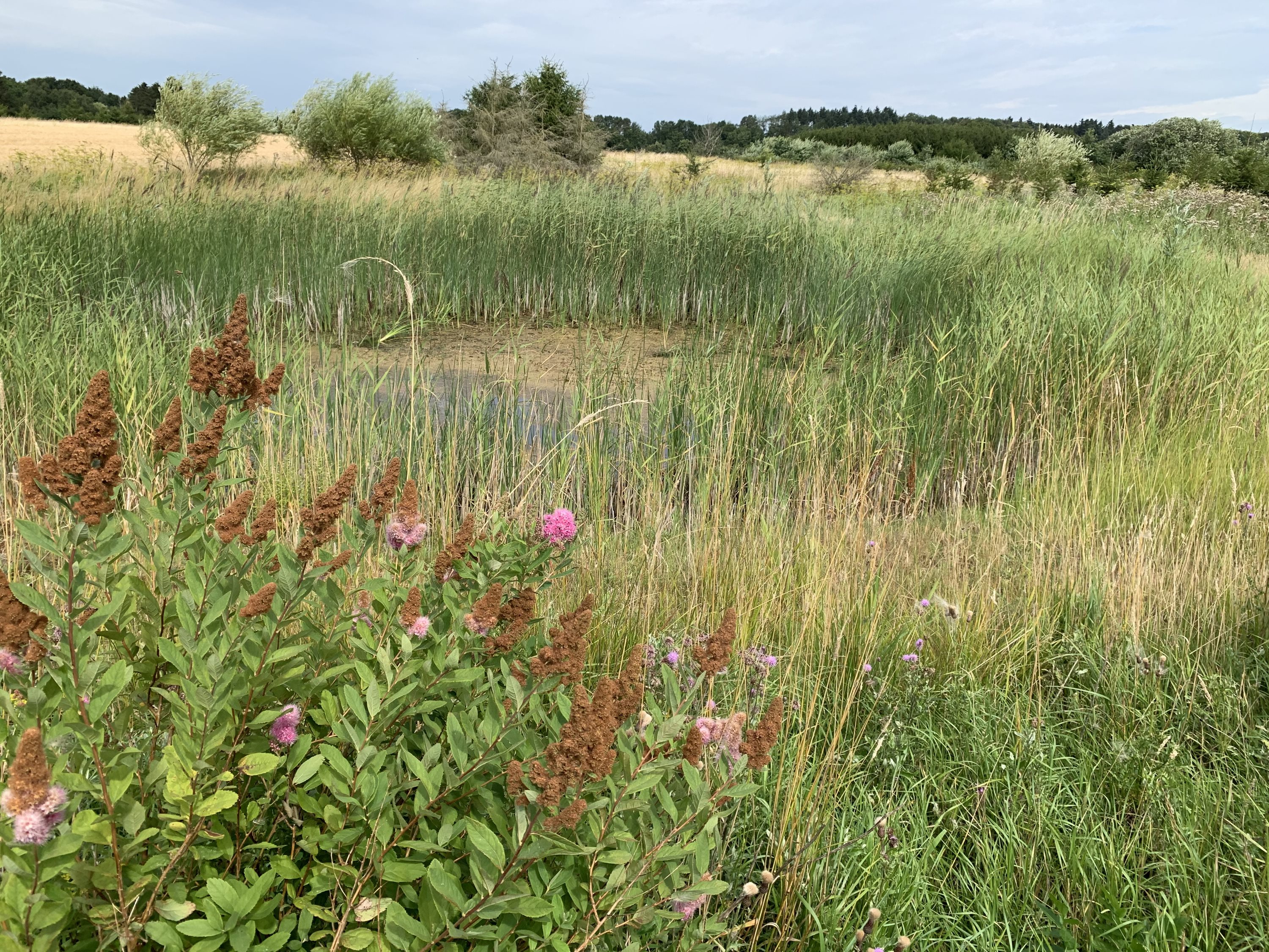 Miniaturebillede 1: . Billede af Bjæverskovvej, 4632 Bjæverskov