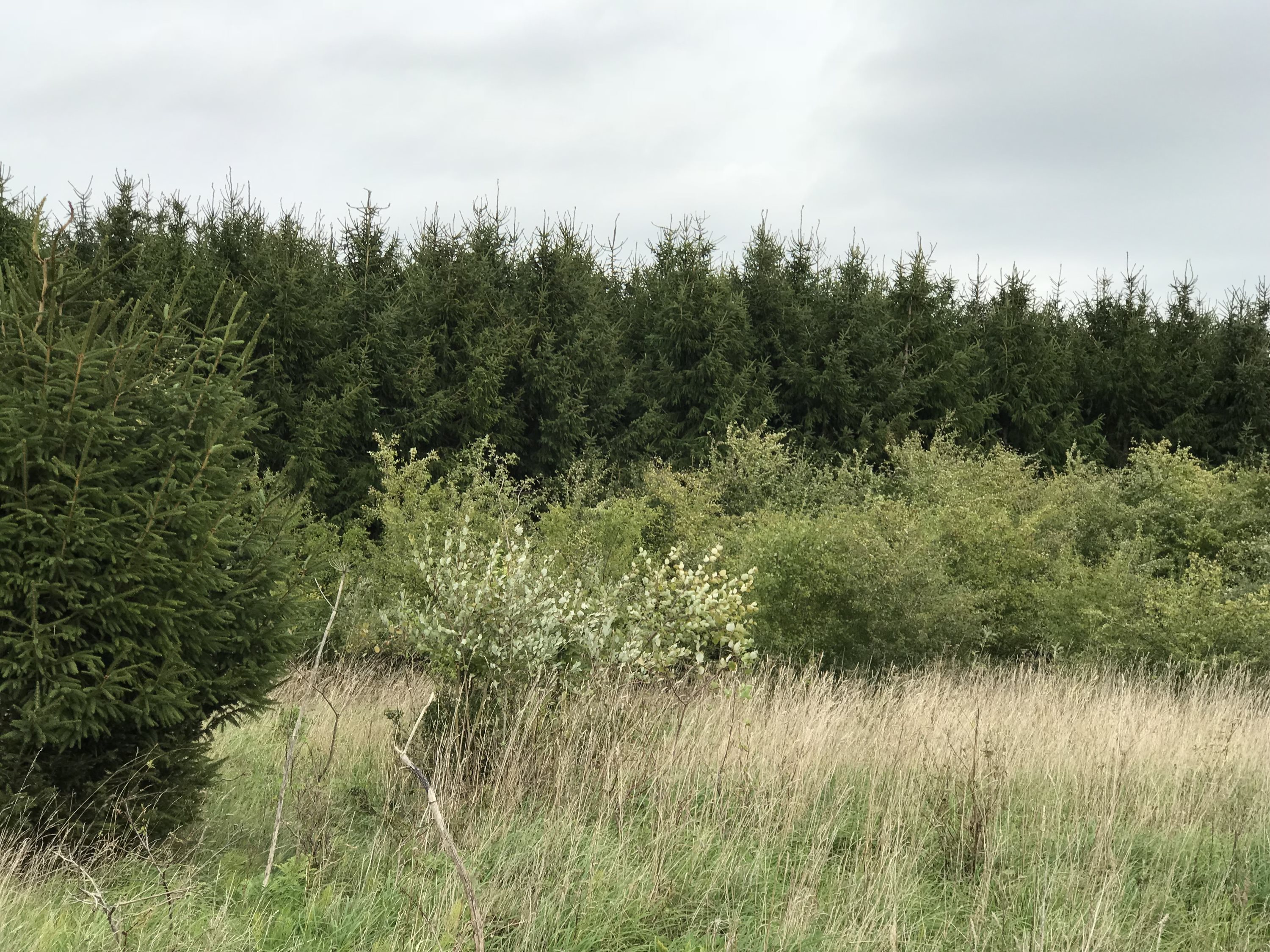 Fremhævet  billede i fuldskærmstilstand. Billede af Bjæverskovvej, 4632 Bjæverskov