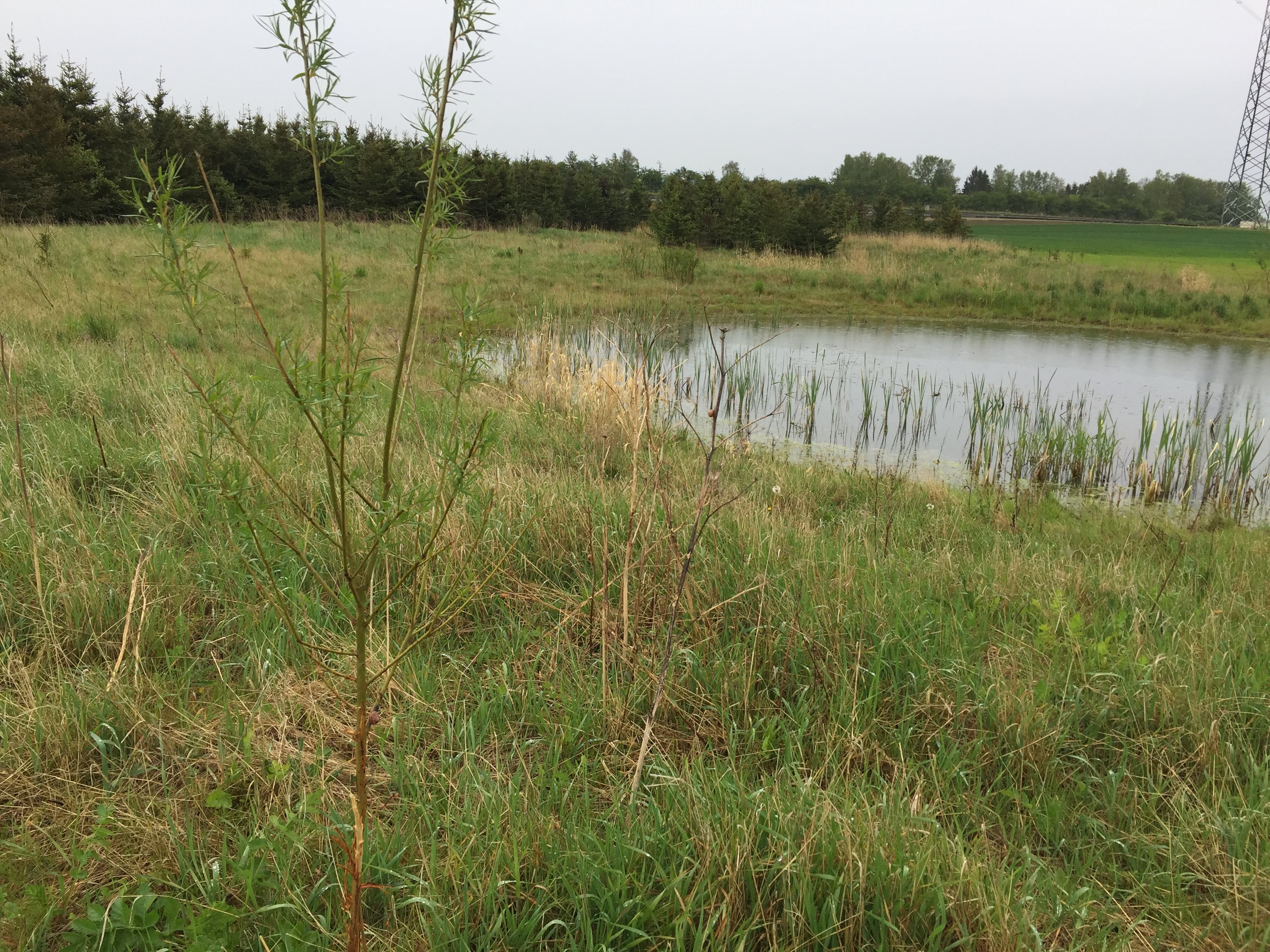 Fremhævet  billede i fuldskærmstilstand. Billede af Bjæverskovvej, 4632 Bjæverskov