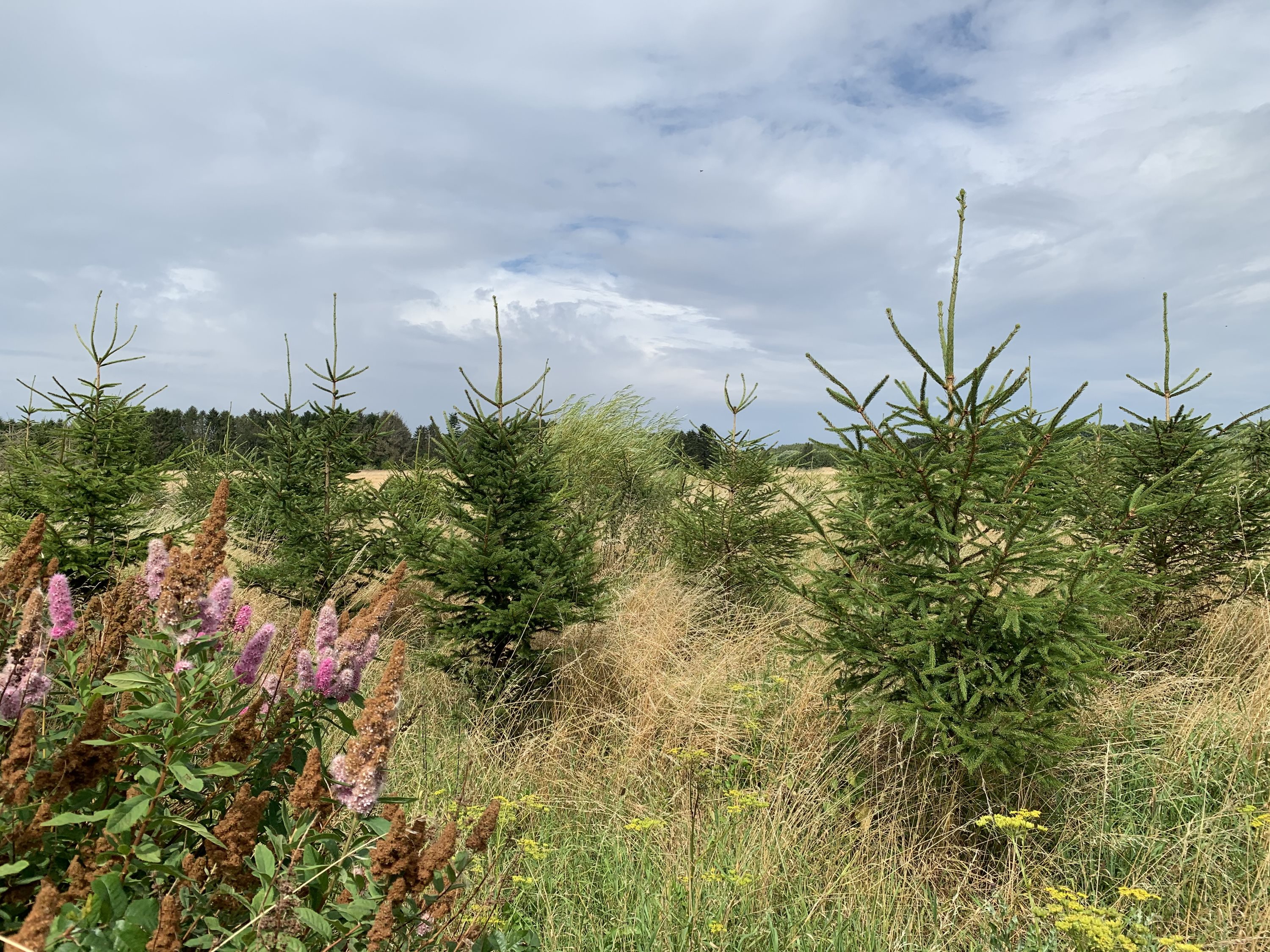 Miniaturebillede 2: . Billede af Bjæverskovvej, 4632 Bjæverskov