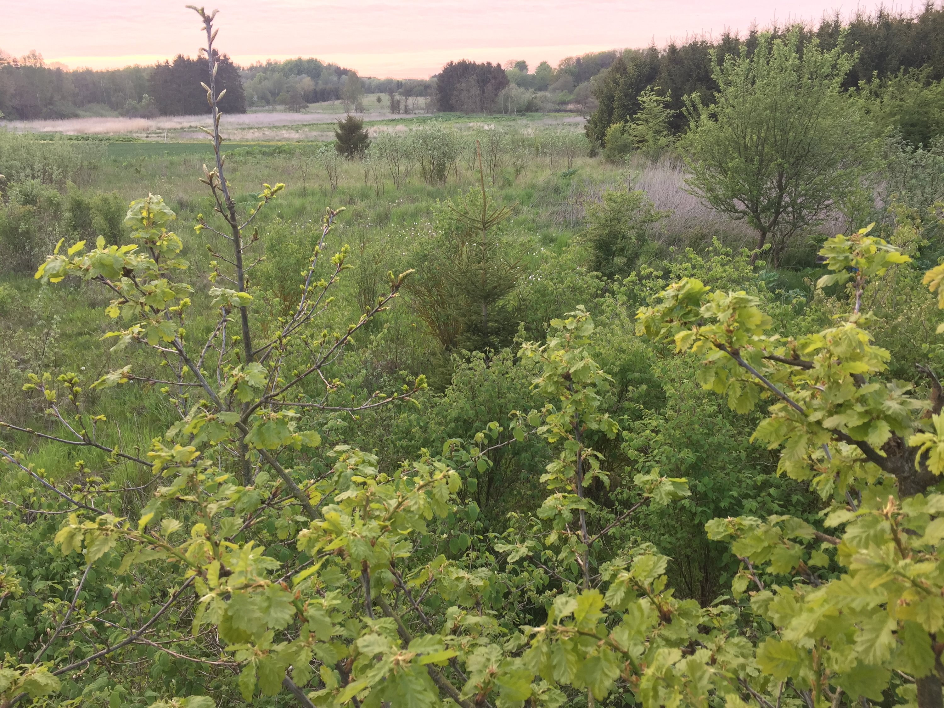 Fremhævet  billede i fuldskærmstilstand. Billede af Bjæverskovvej, 4632 Bjæverskov