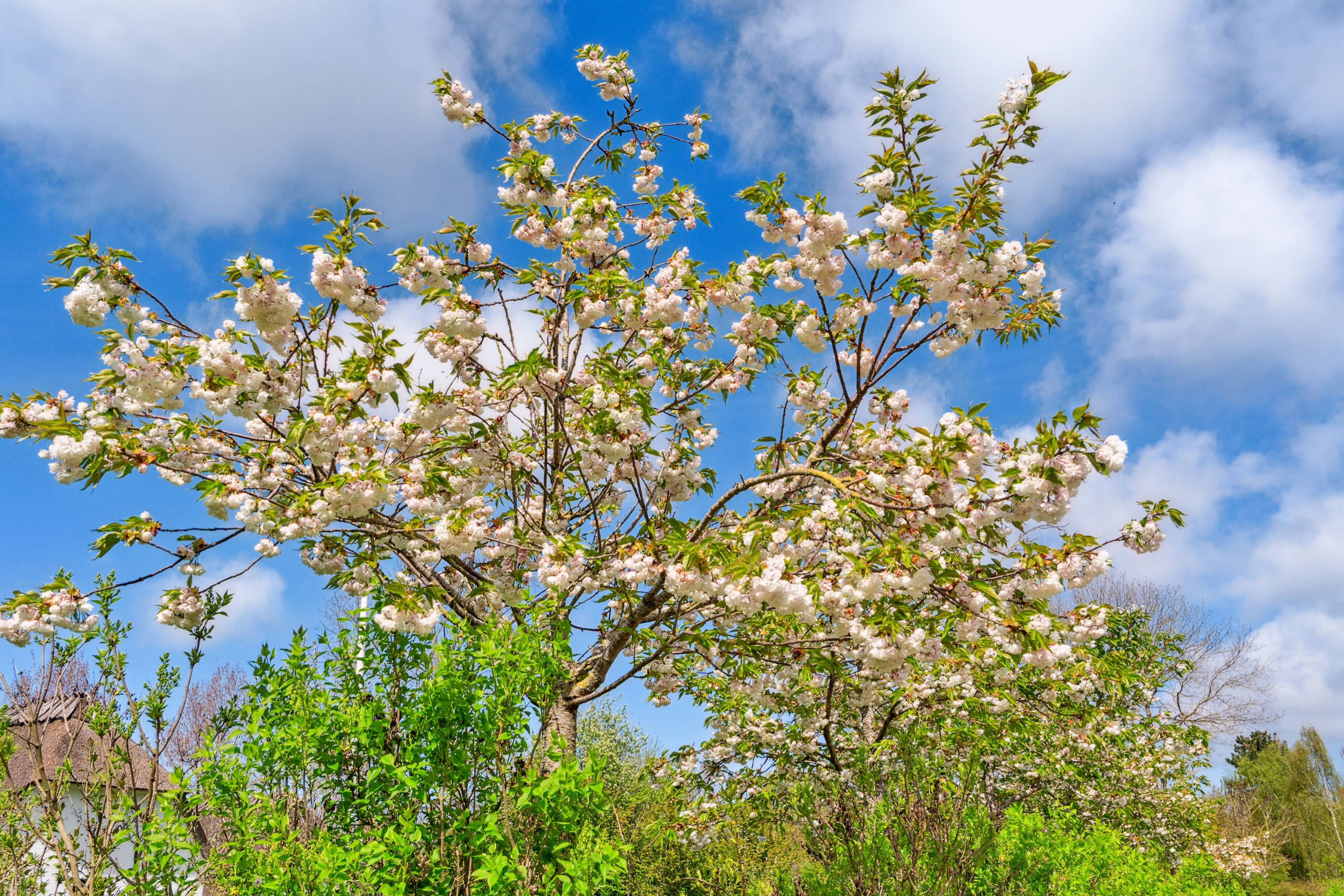 Fremhævet udendørs billede i fuldskærmstilstand. Billede af Vejrupvej 53, Vejrup, 5464 Brenderup Fyn