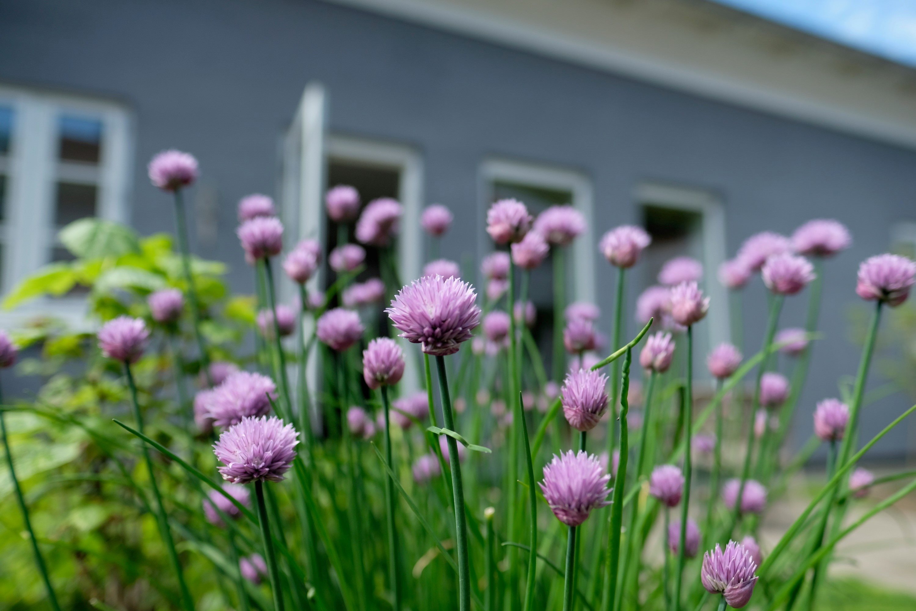Fremhævet  billede i fuldskærmstilstand. Billede af Rosensgade 89C, 8300 Odder