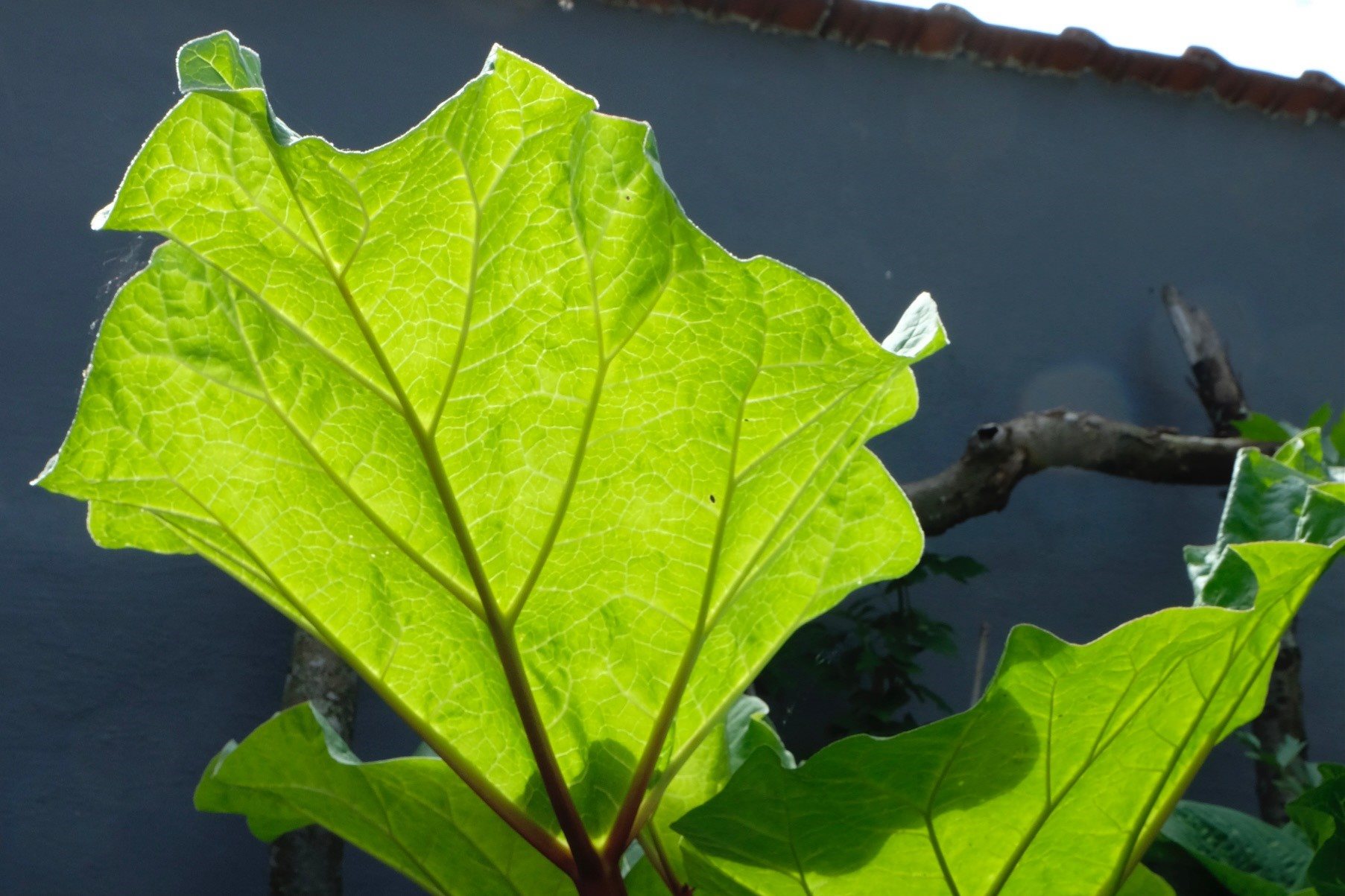 Fremhævet  billede i fuldskærmstilstand. Billede af Rosensgade 89C, 8300 Odder