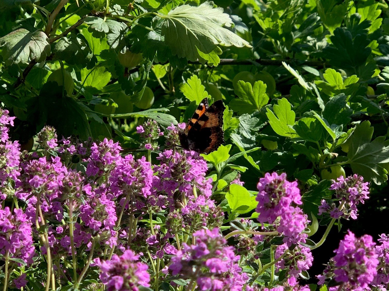Fremhævet  billede i fuldskærmstilstand. Billede af Rosensgade 89C, 8300 Odder