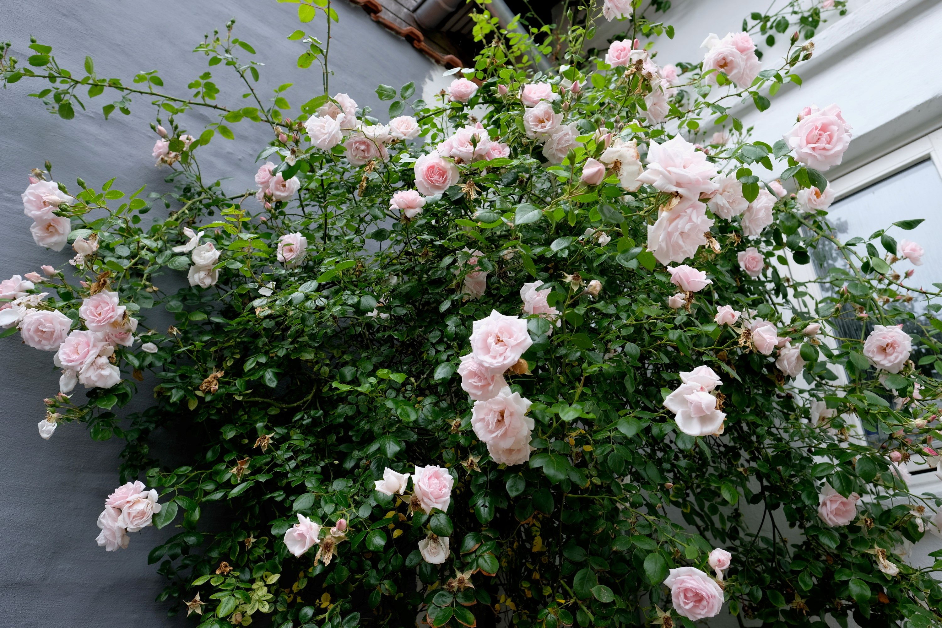 Fremhævet  billede i fuldskærmstilstand. Billede af Rosensgade 89C, 8300 Odder