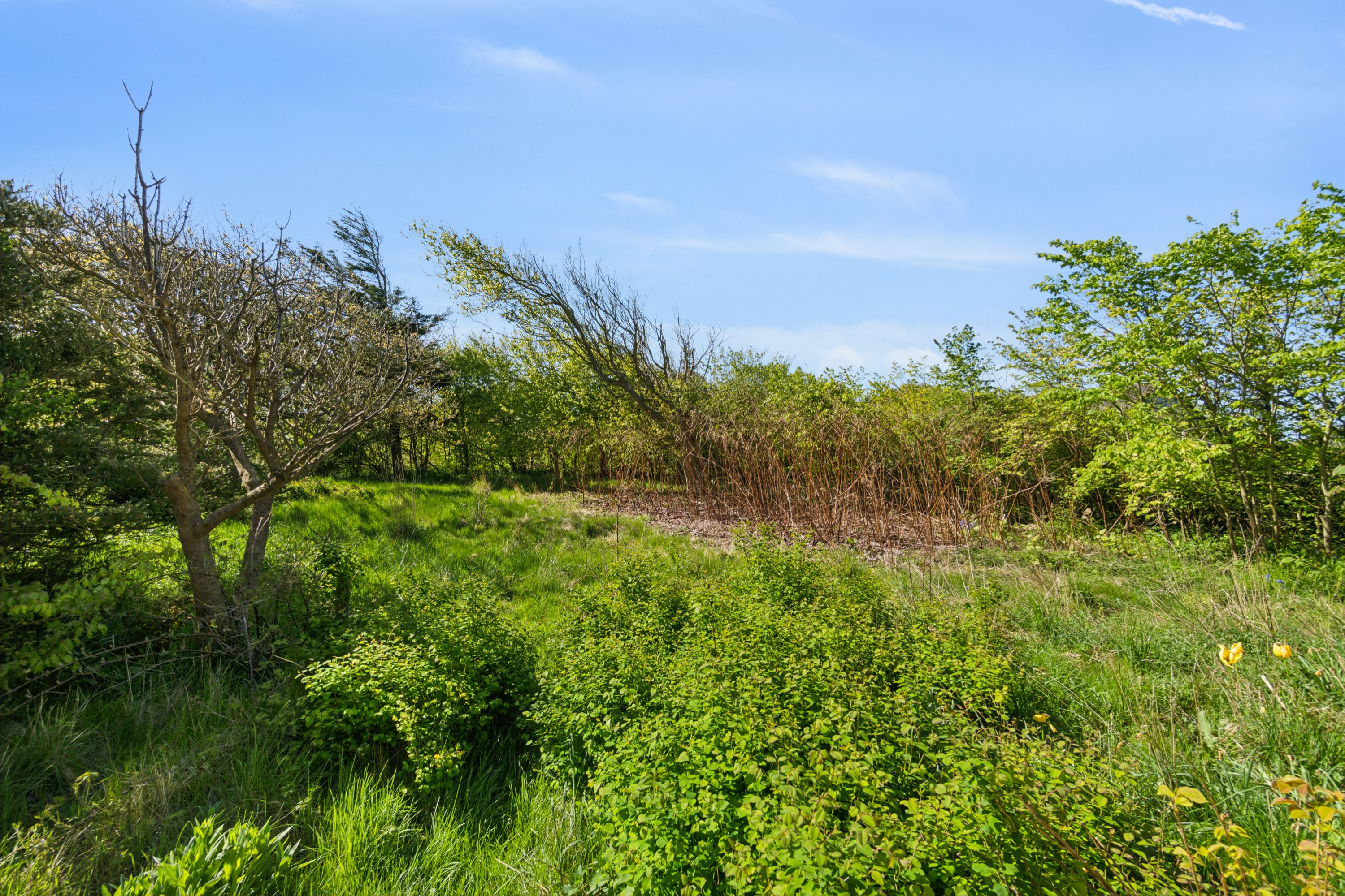 Fremhævet udendørs billede i fuldskærmstilstand. Billede af Kalkjærvej 7, Vesterby, 7770 Vestervig