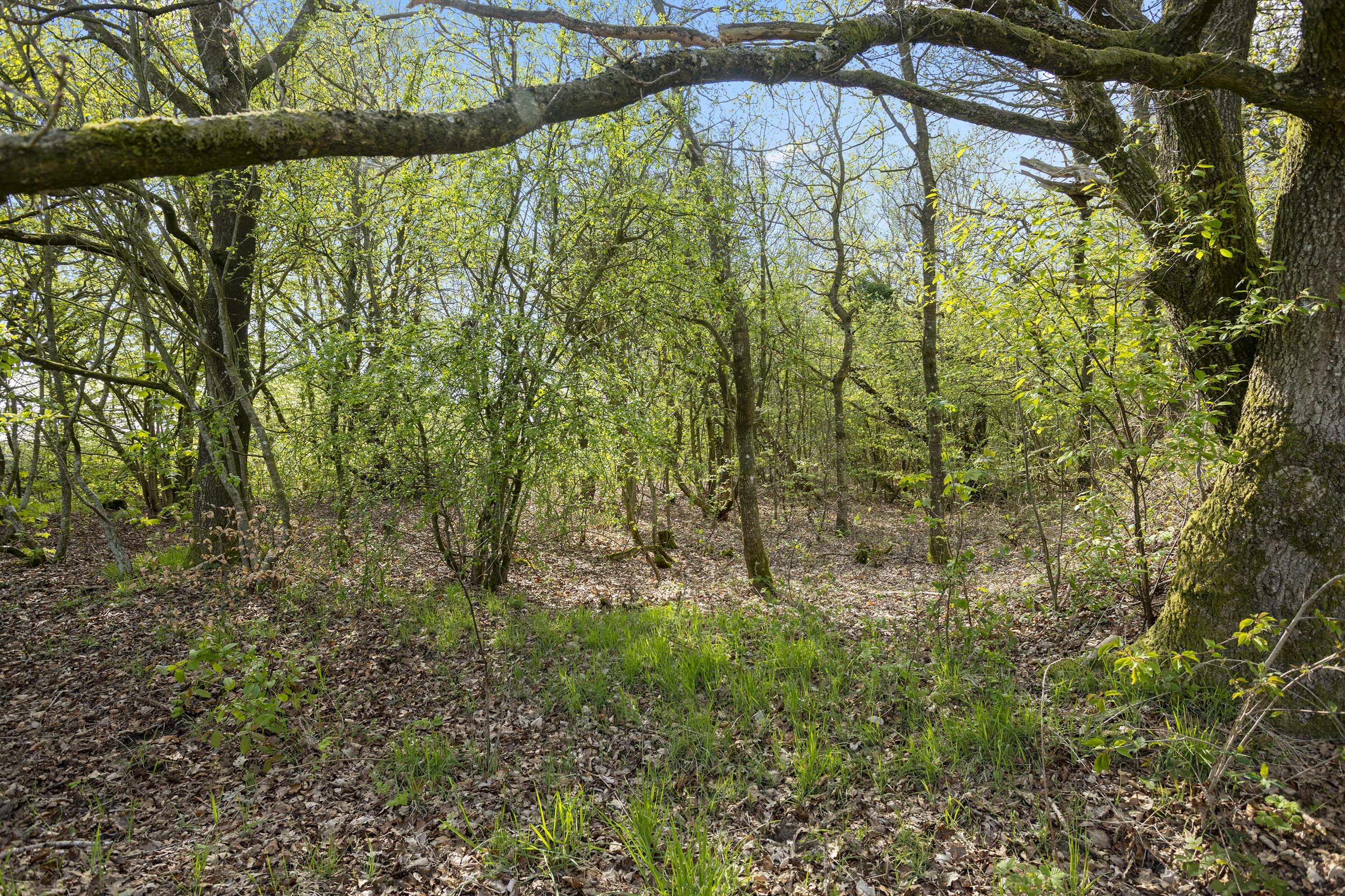 Fremhævet have billede i fuldskærmstilstand. Billede af Volstruphedevej 22, 9300 Sæby