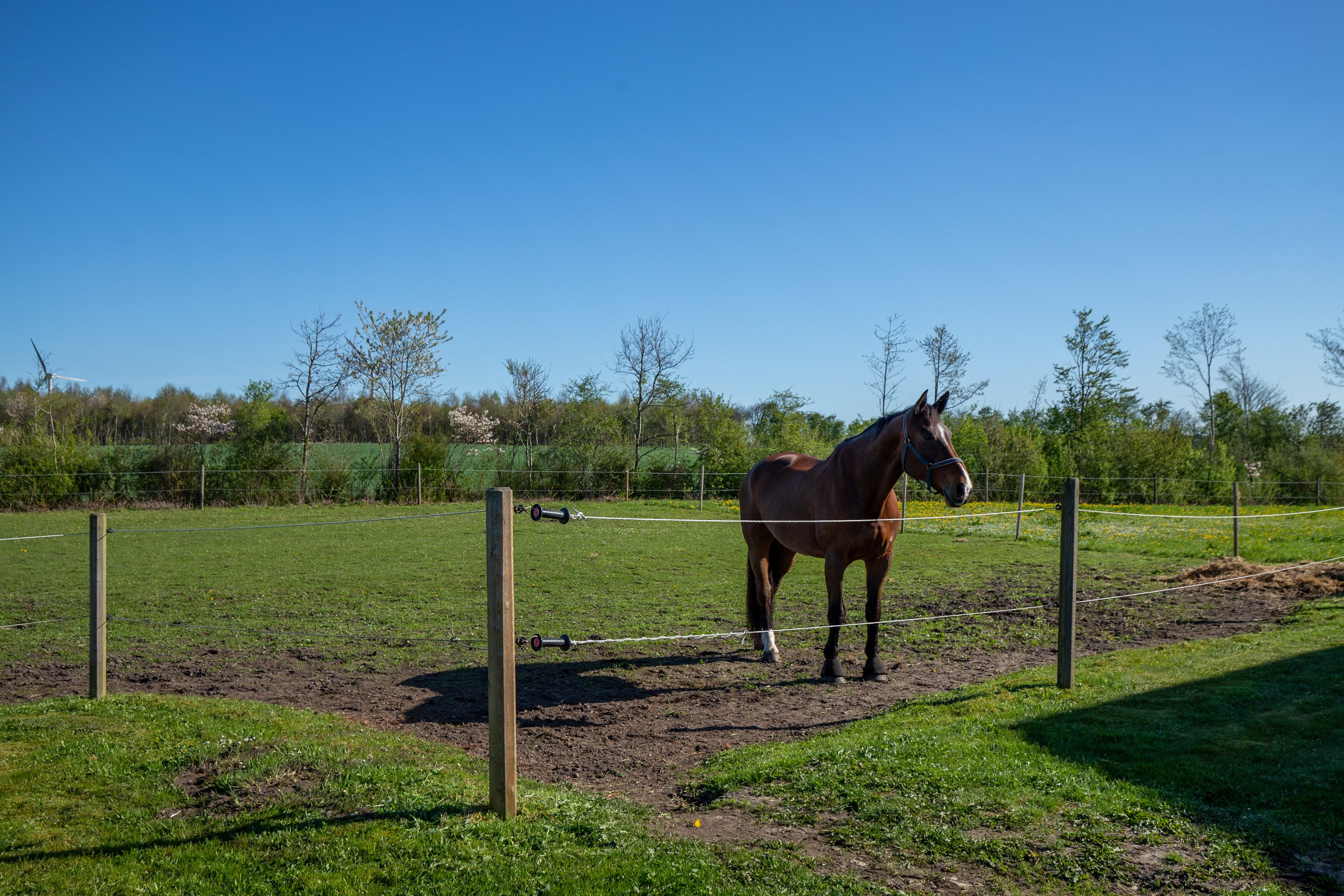 Fremhævet hestefold billede i fuldskærmstilstand. Billede af Bøllingvej 21, 6064 Jordrup