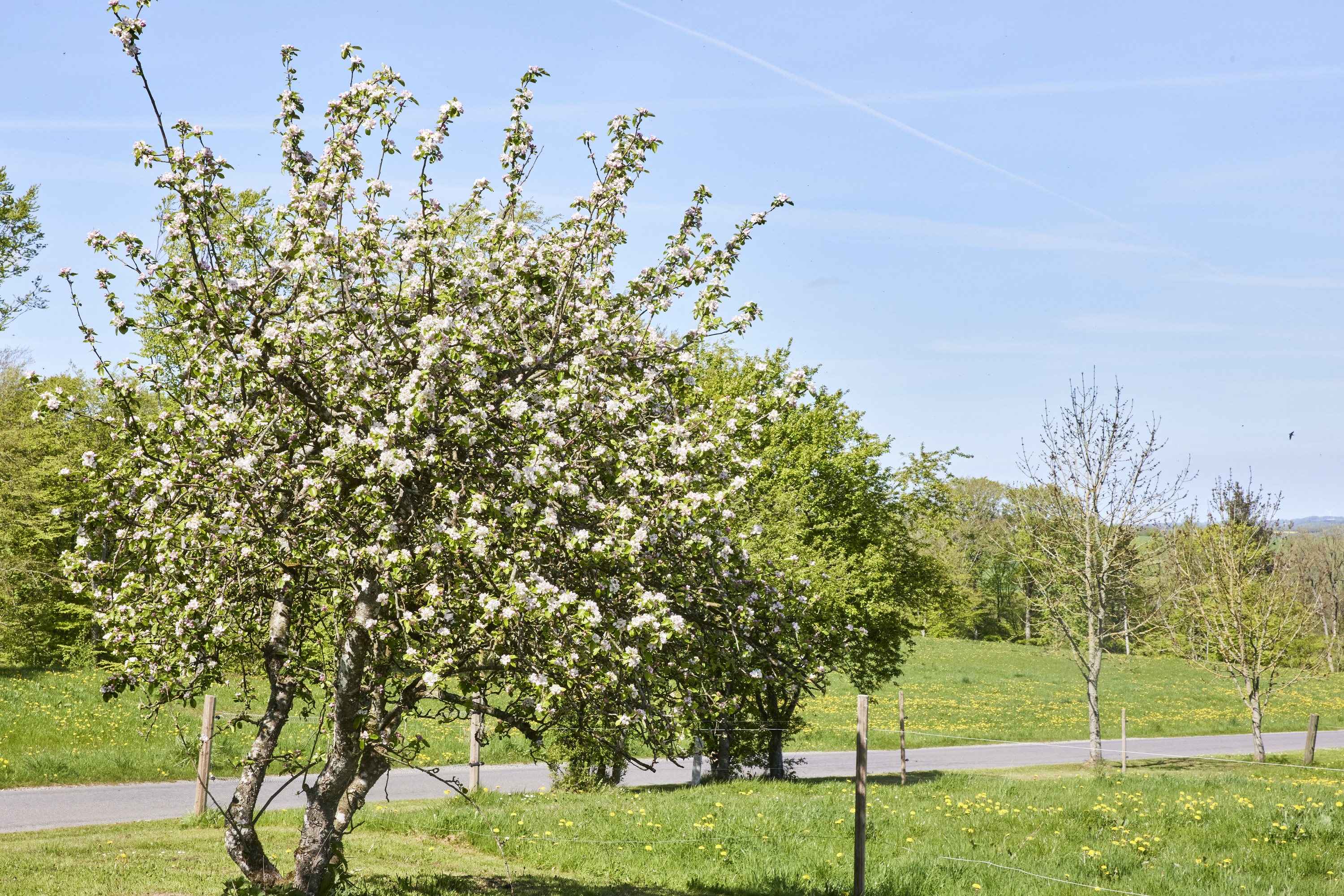 Fremhævet have billede i fuldskærmstilstand. Billede af Tåningvej 25, 8660 Skanderborg