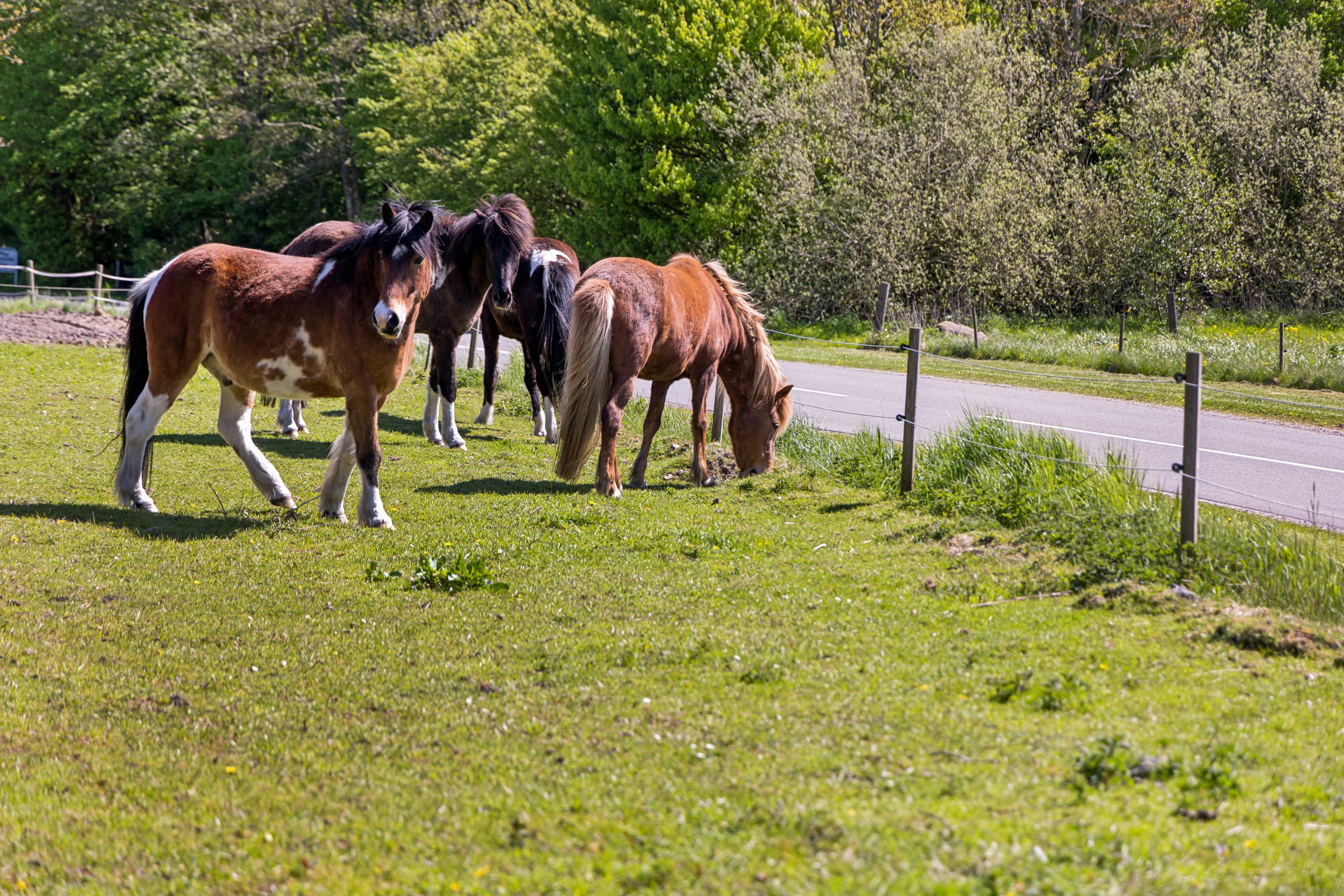 Fremhævet have billede i fuldskærmstilstand. Billede af Fristrupvej 181, Birkelse, 9440 Aabybro