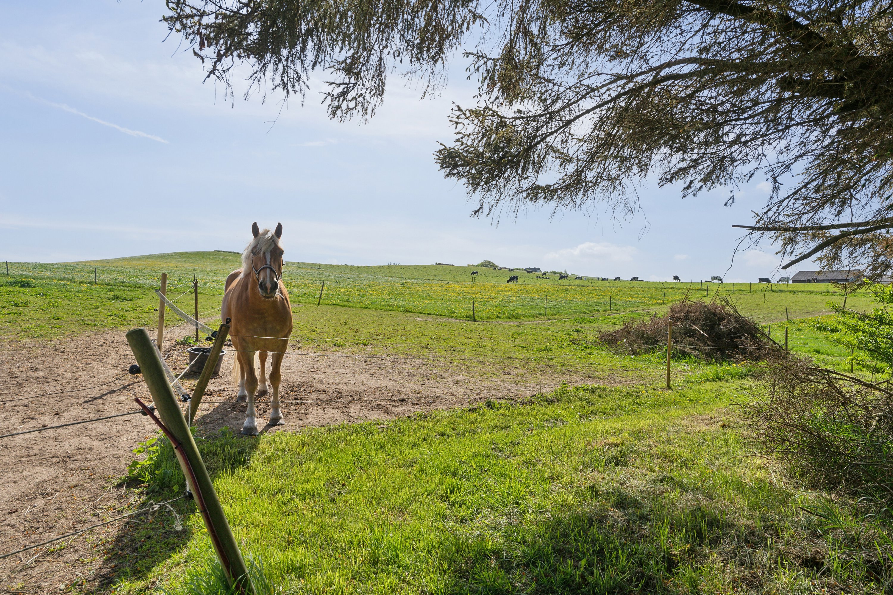 Miniaturebillede 1: udendørs. Billede af Allingdamvej 149, Bjergby, 9800 Hjørring