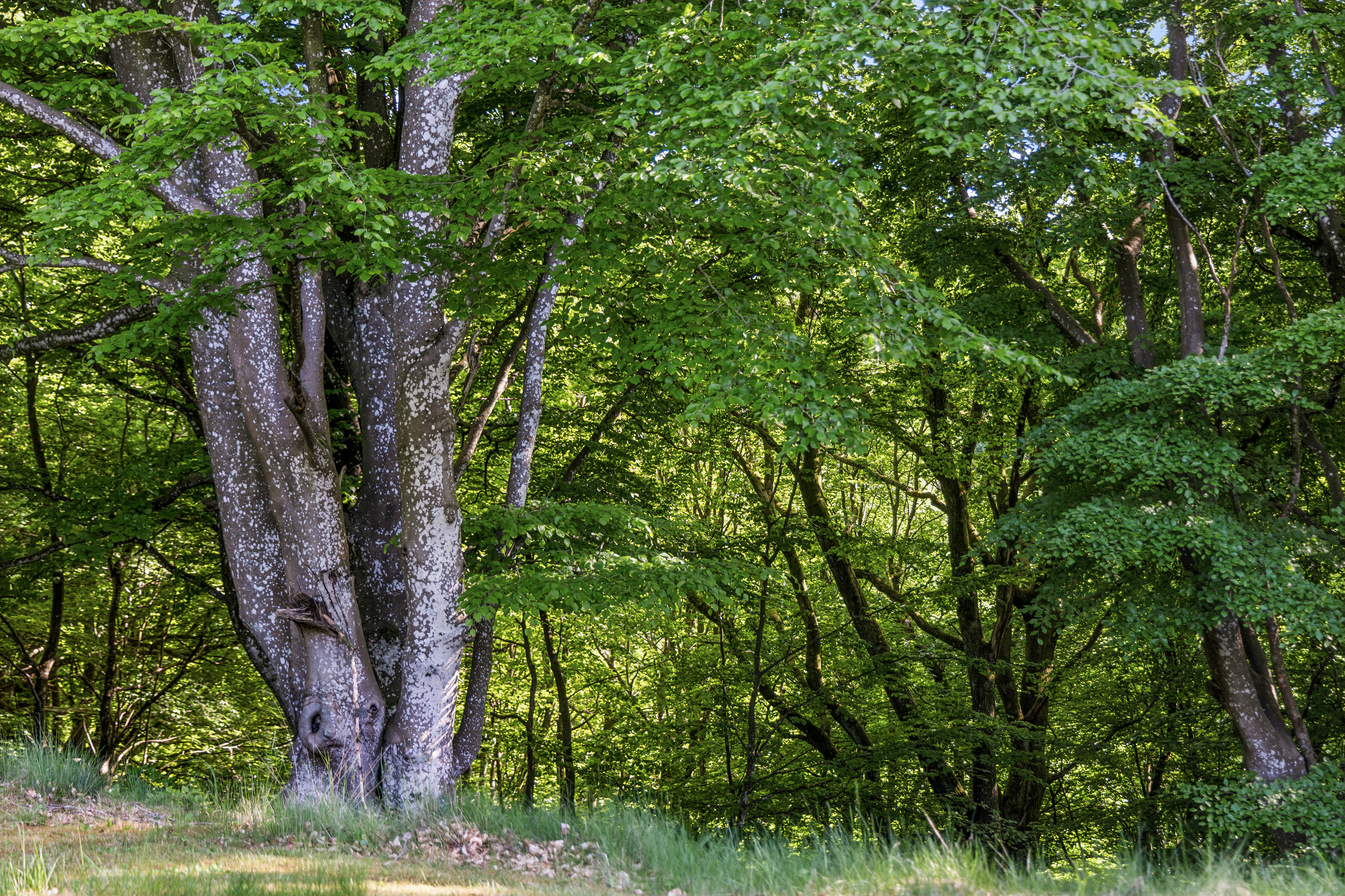 Fremhævet omgivelser billede i fuldskærmstilstand. Billede af Vestbjerg Skovvej 30, 9380 Vestbjerg