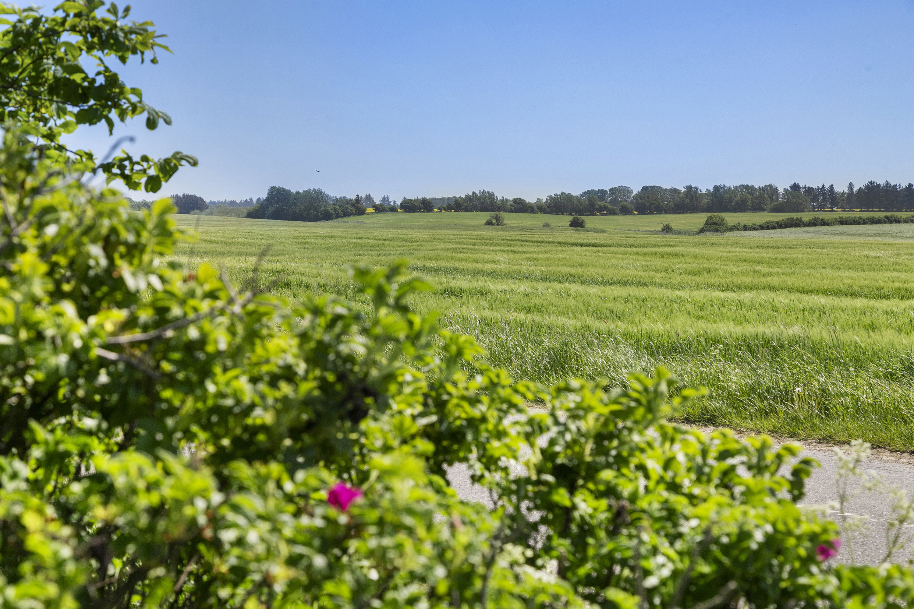 Fremhævet have billede i fuldskærmstilstand. Billede af Harkenvej 285, Rakkeby, 9800 Hjørring