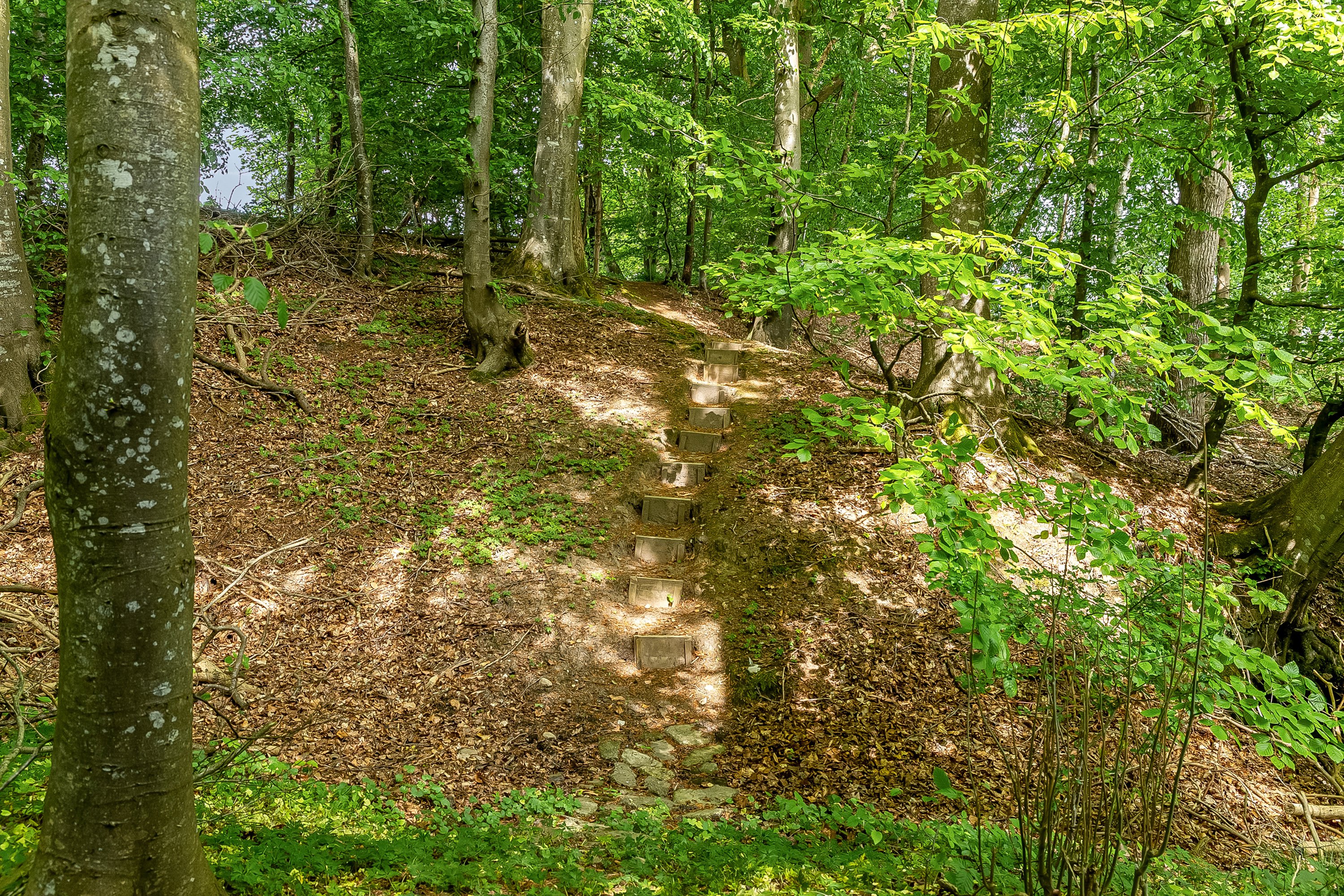 Fremhævet skov billede i fuldskærmstilstand. Billede af Holbækgårdvej 2, Revsø, 6070 Christiansfeld