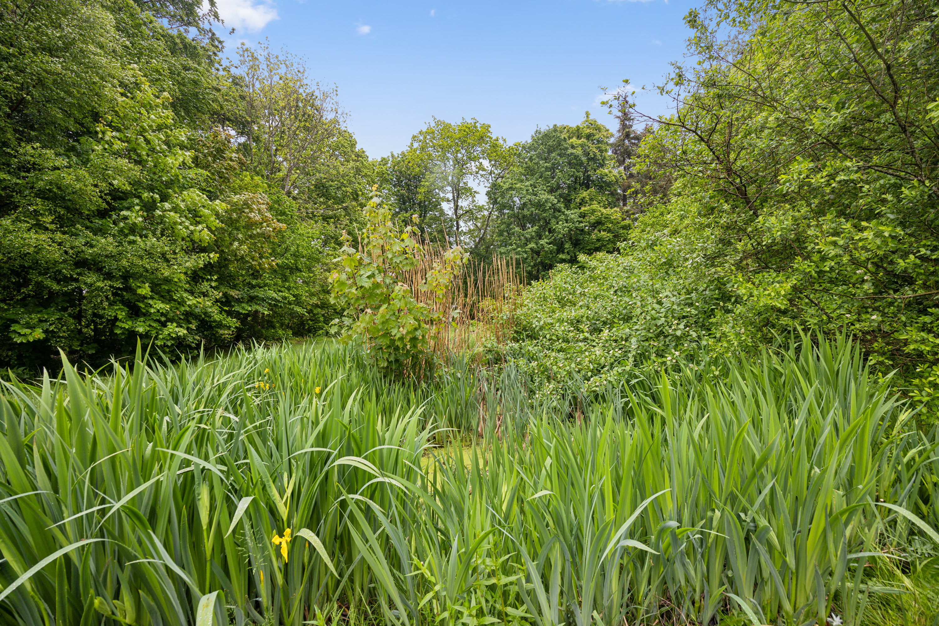 Miniaturebillede 2: have. Billede af Nørre Alle 12, 9320 Hjallerup