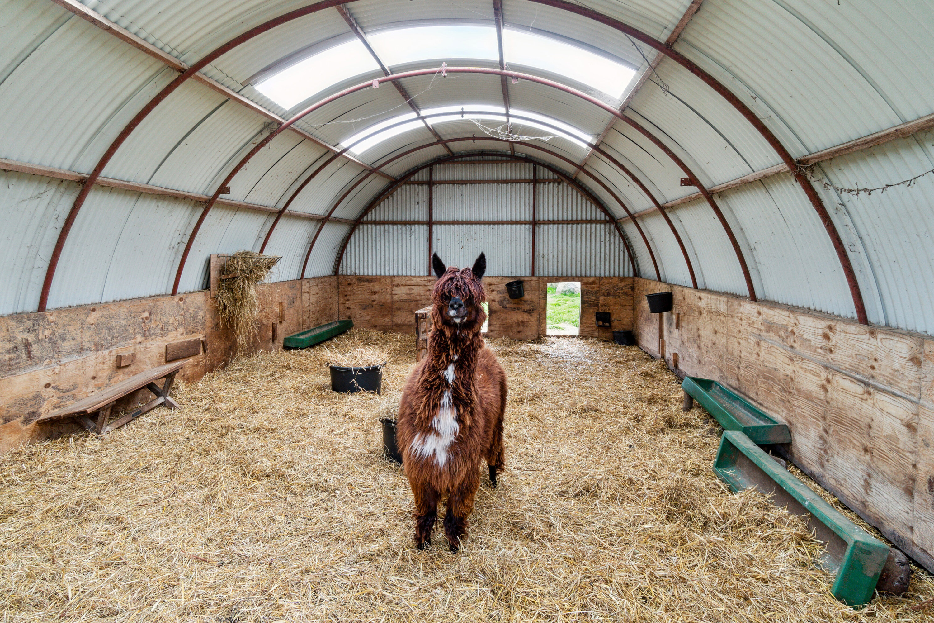 Fremhævet stald billede i fuldskærmstilstand. Billede af Krækketsvej 3, Østerlars, 3760 Gudhjem