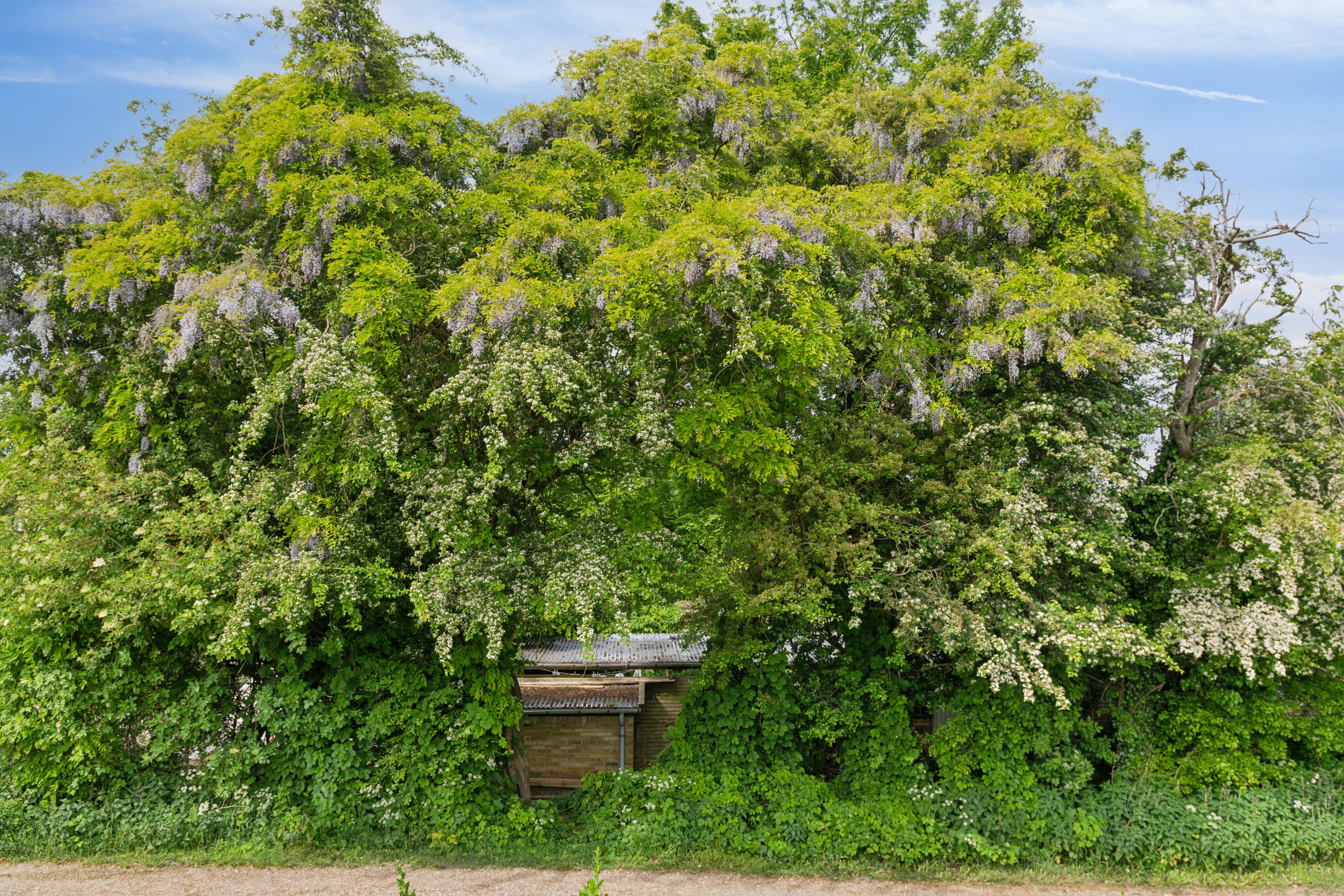 Fremhævet have billede i fuldskærmstilstand. Billede af Terp Skovvej 111, 8270 Højbjerg