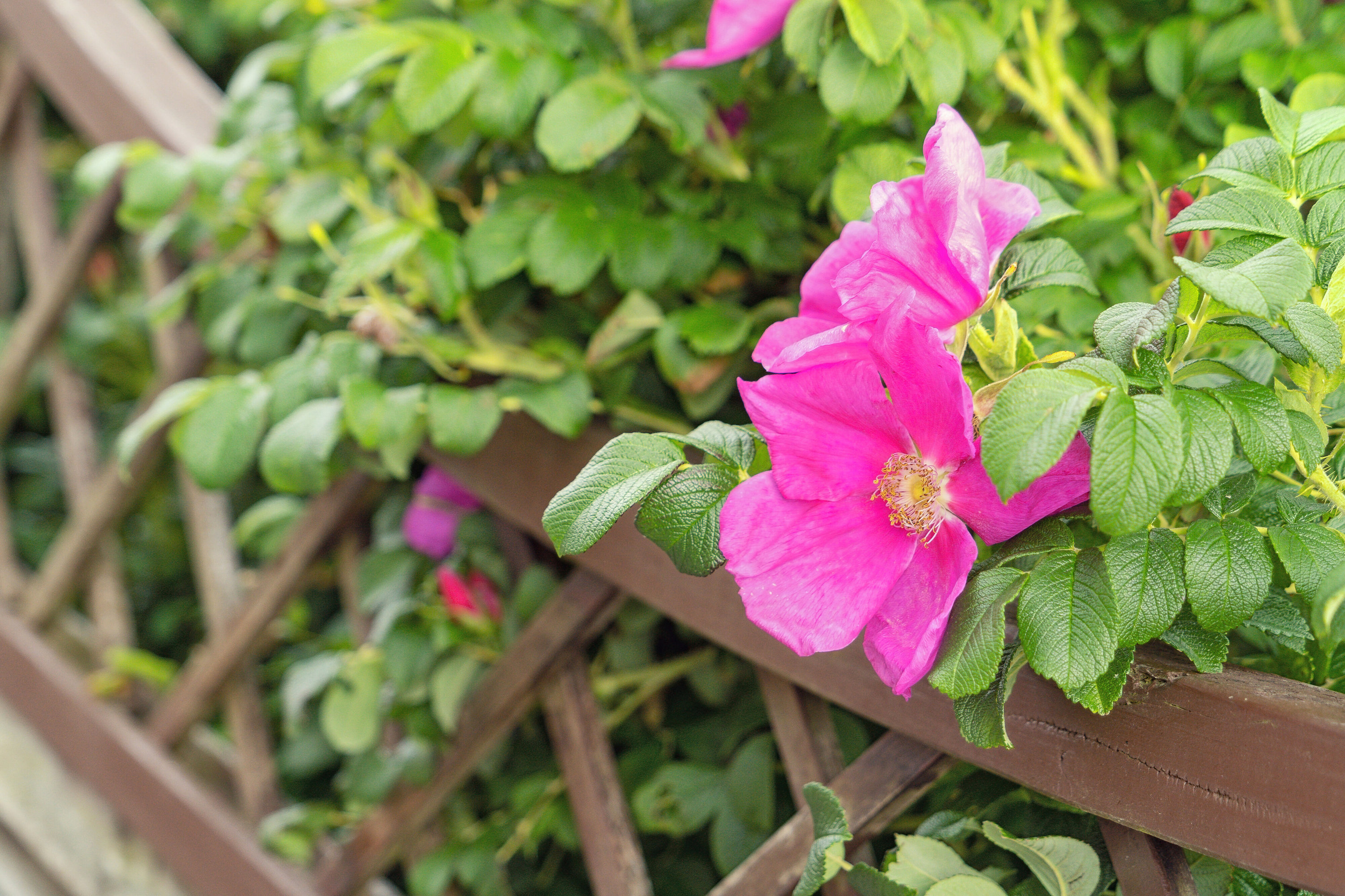 Fremhævet udsigt billede i fuldskærmstilstand. Billede af Rørmosevej 7, Østerballe, 5450 Otterup